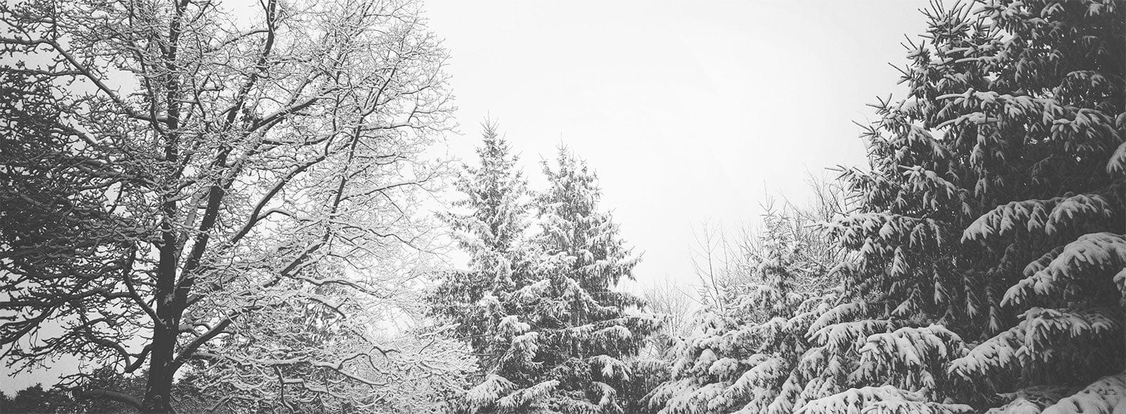 1600x589 Winter Wonderland Black and White Forest Mural Wallpaper Scenic Design