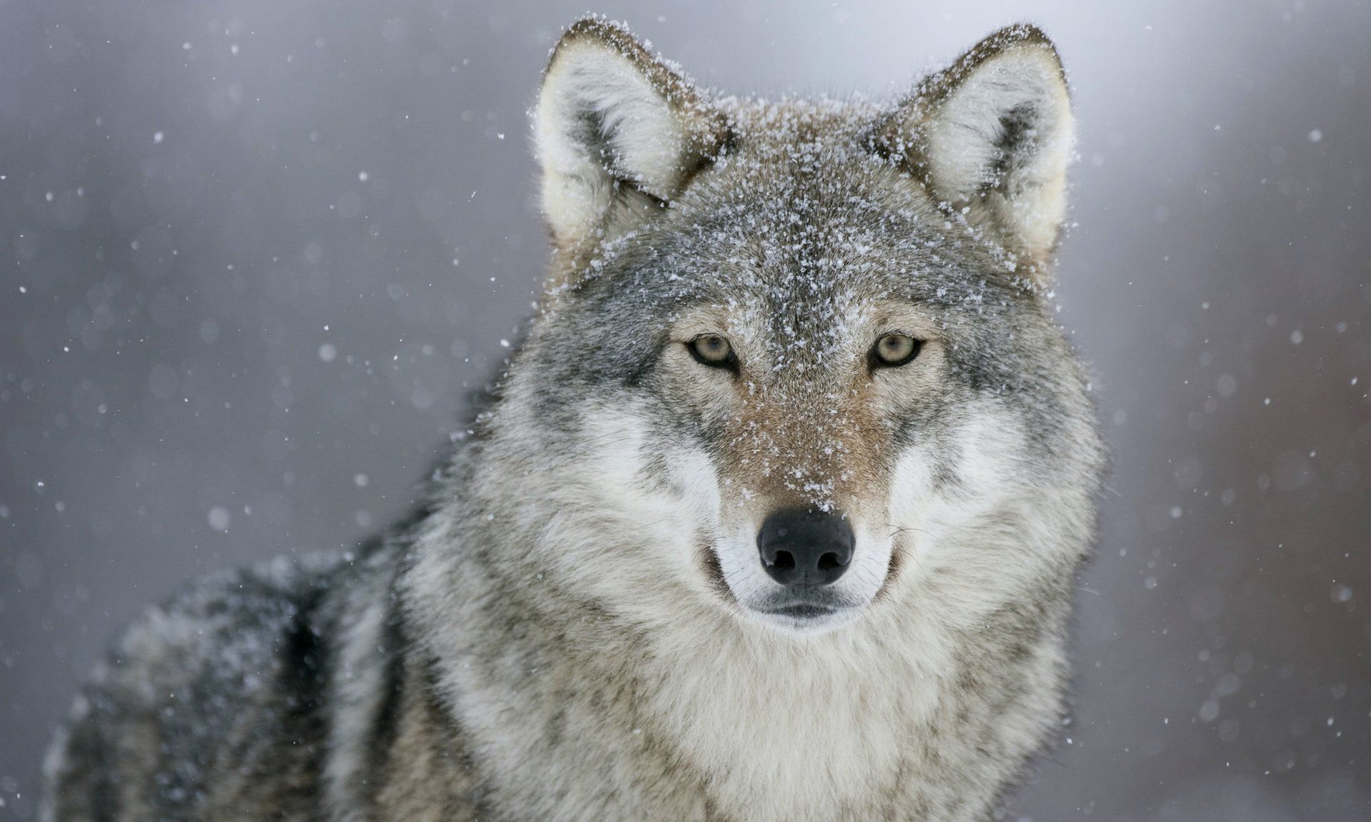 1920x1152 Majestic Gray Wolf in Snow