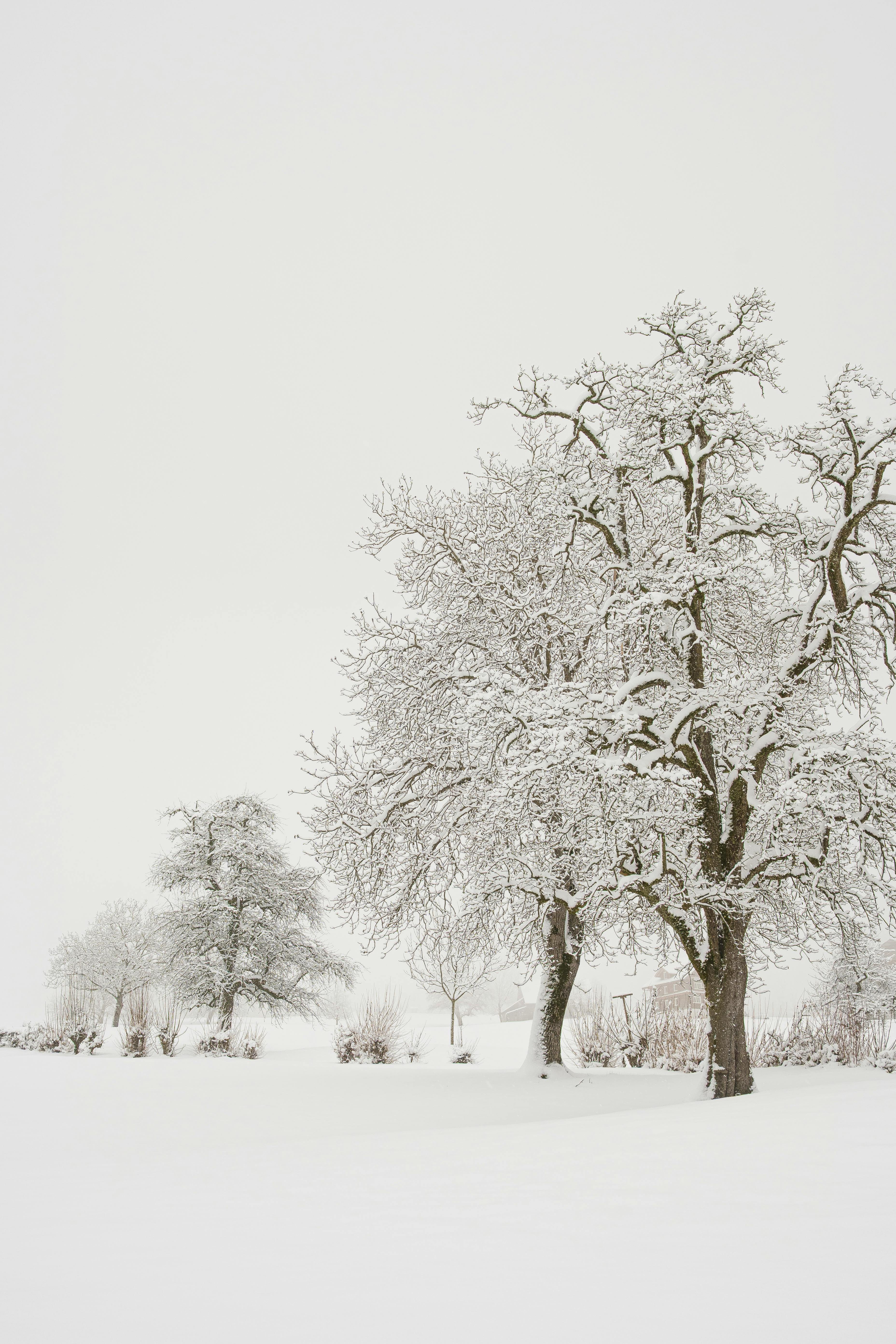 3712x5568 White Snow Photo, Download The BEST Free White Snow & HD Image
