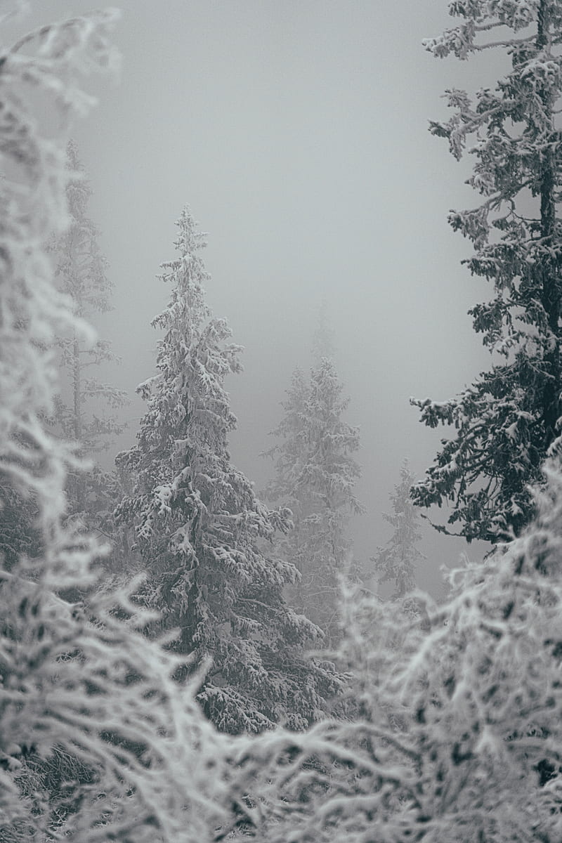 800x1200 Trees, snow, winter, blizzard, HD phone wallpaper