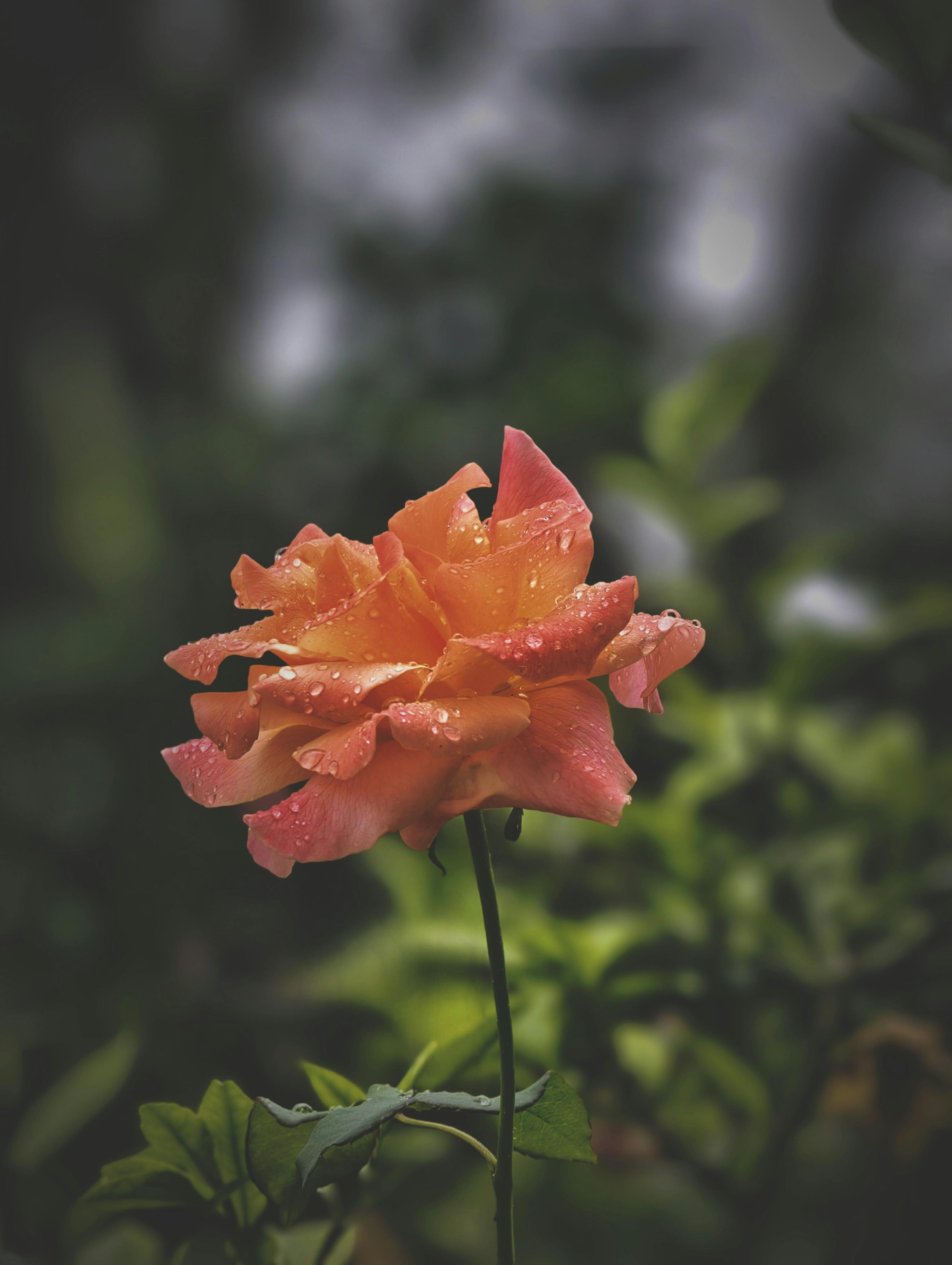 3072x4080 Vivo X200 Pro Photo, Download The BEST Free Vivo X200 Pro & HD Image