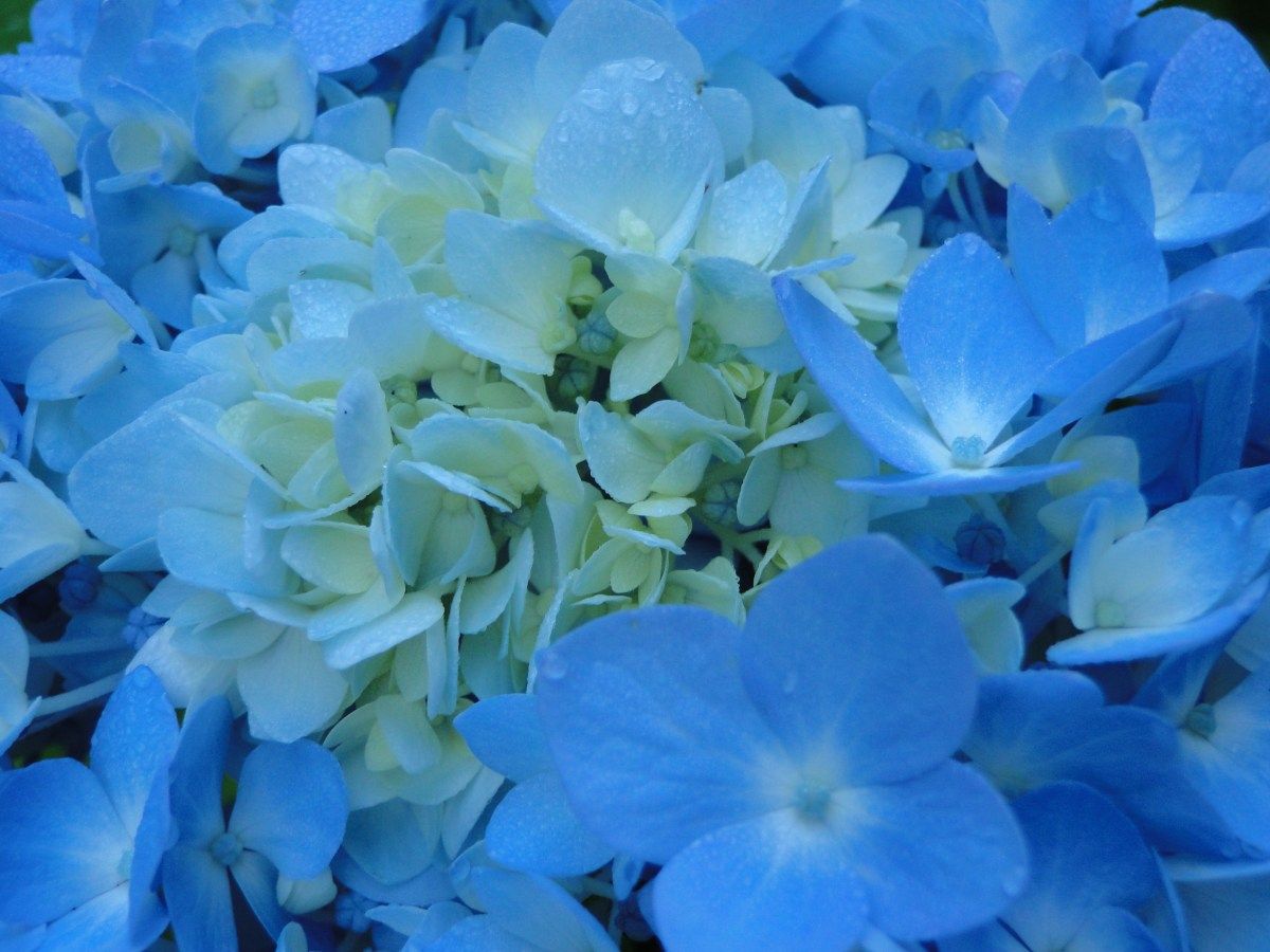 1200x900 More Picture of Blue Hydrangeas