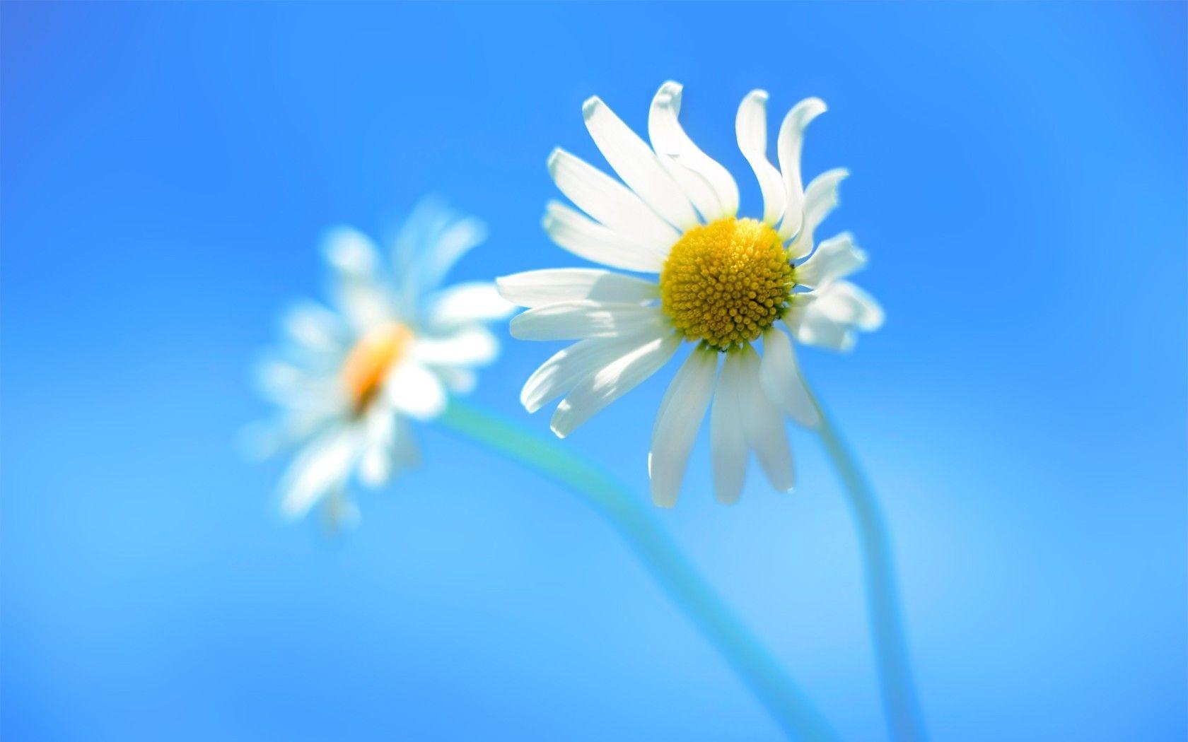 1680x1050 Windows 8 Official 1680x1050 Resolution HD 4k Wallpaper