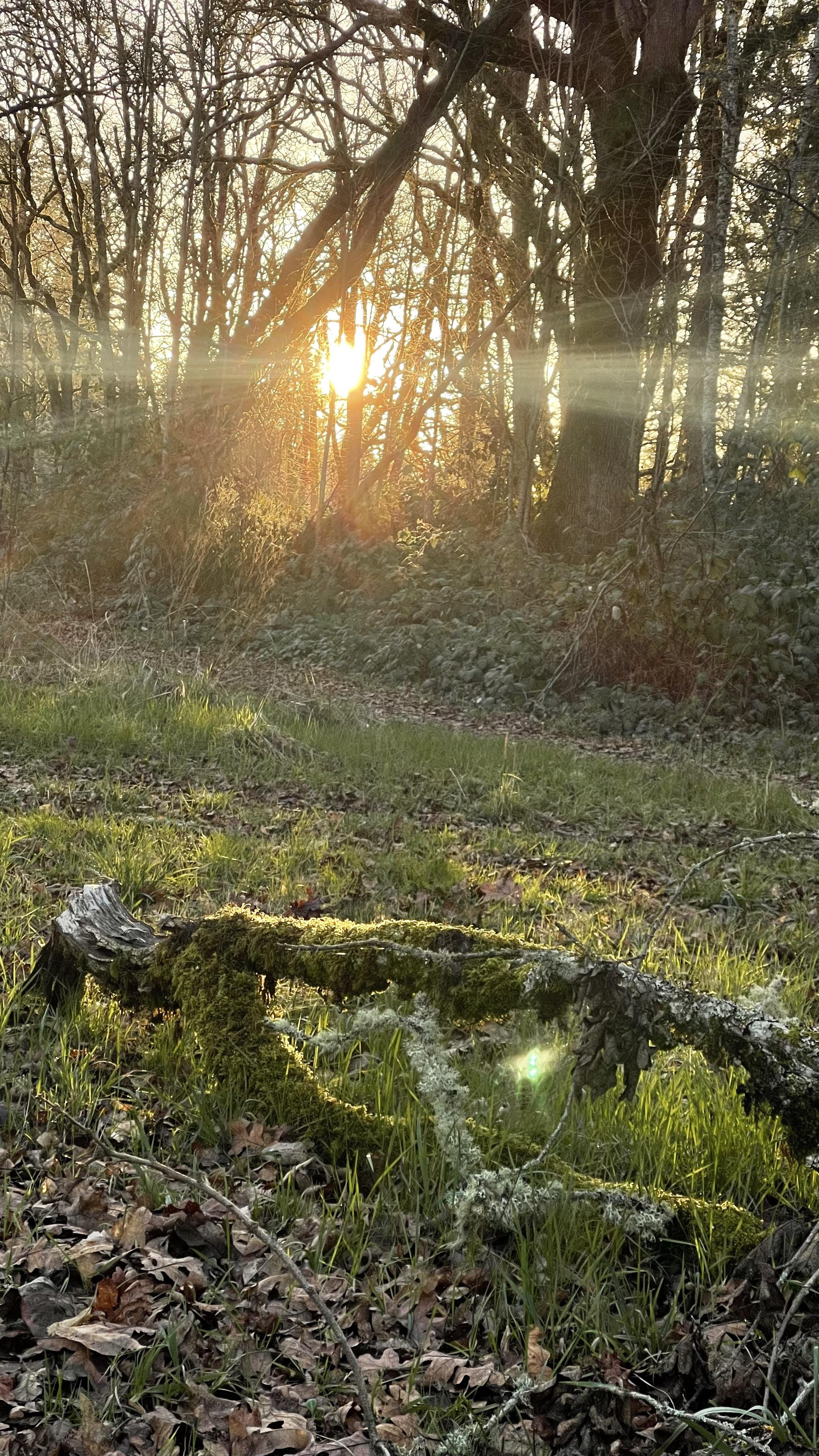 2268x4032 In Salem, Oregon. There so many hidden gem parks here