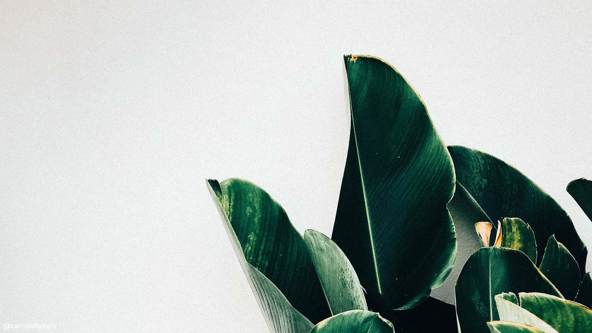 1920x1080 Download Enhance your workspace with this minimalist and modern Plant Aesthetic Laptop Wallpaper