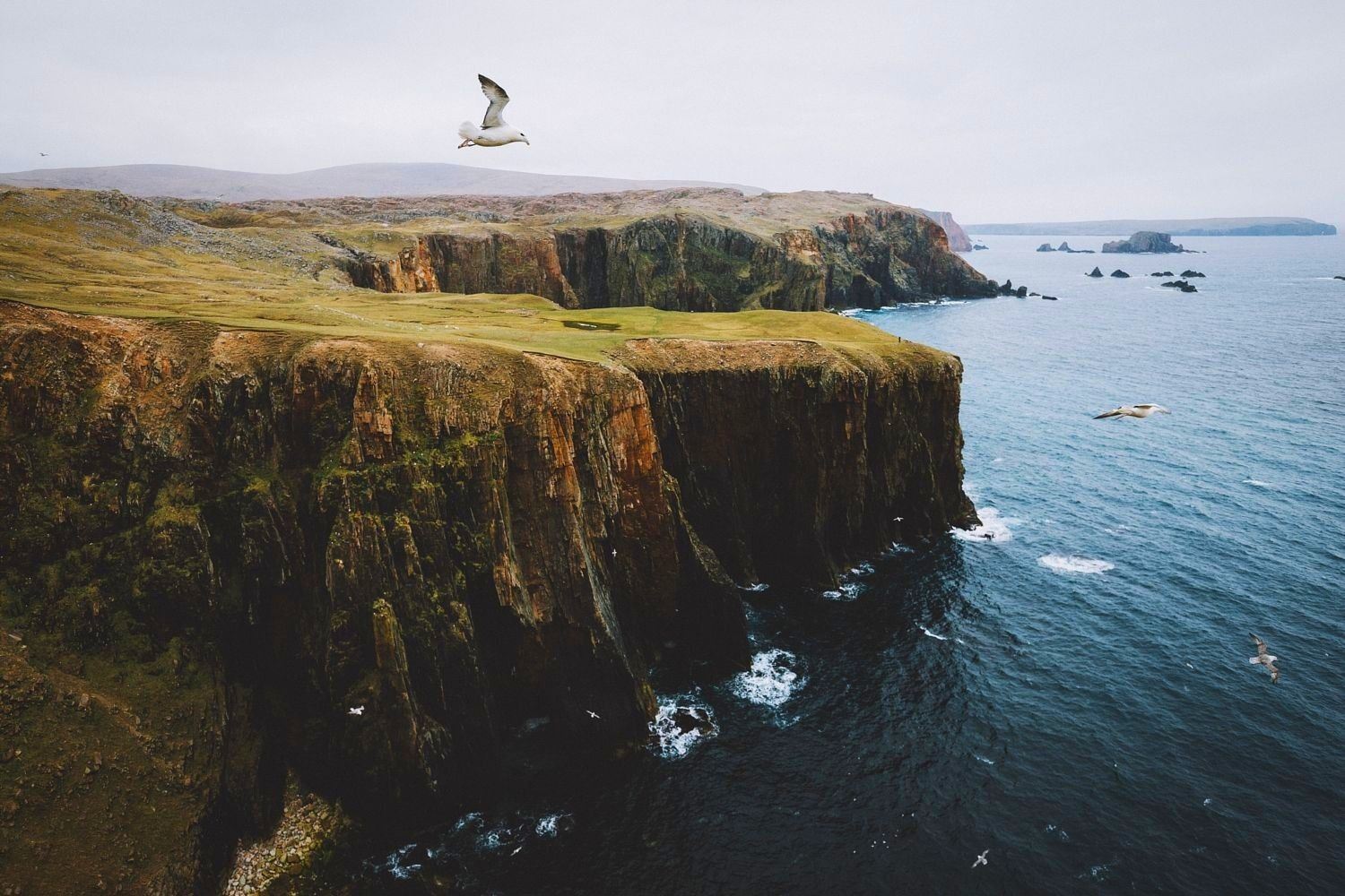 1500x1000 nature, Landscape, Photography, Cliff, Seagulls, Flying, Coast, Sea, Rocks, Scotland Wallpaper HD / Desktop and Mobile Background