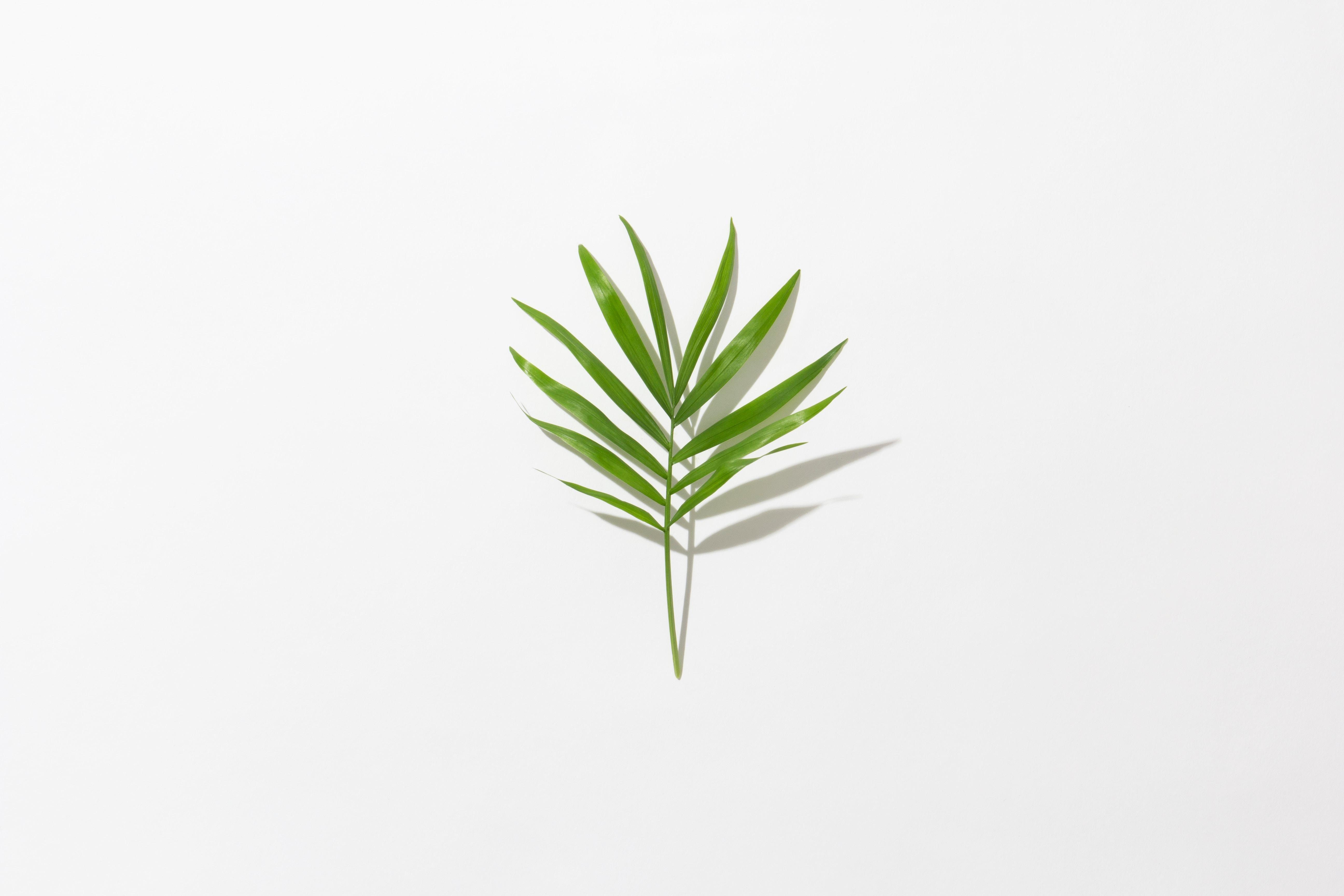Minimalist Leaf Wallpapers - Top Free Minimalist Leaf Backgrounds