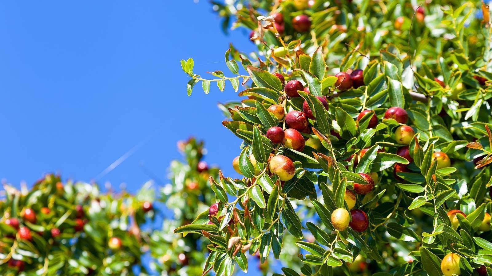1600x900 Download Indian Jujube Fruit Tree Wallpaper