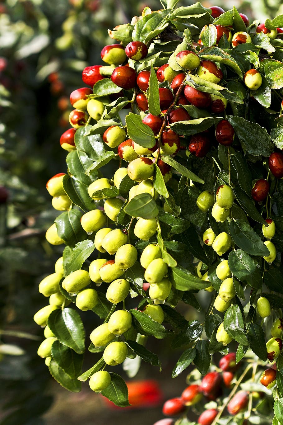 910x1365 red fruit tree, jujube, red dates, xinjiang jujube, food