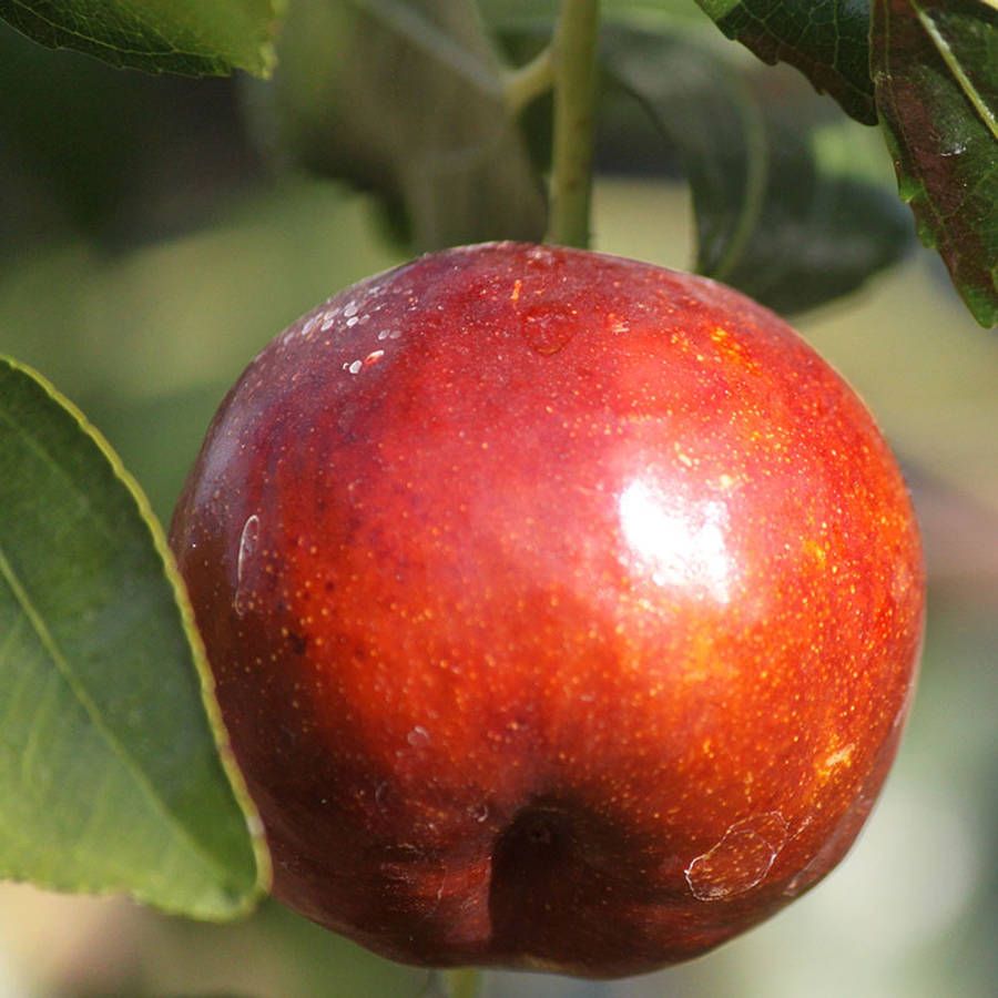 900x900 Jujube Wallpaper