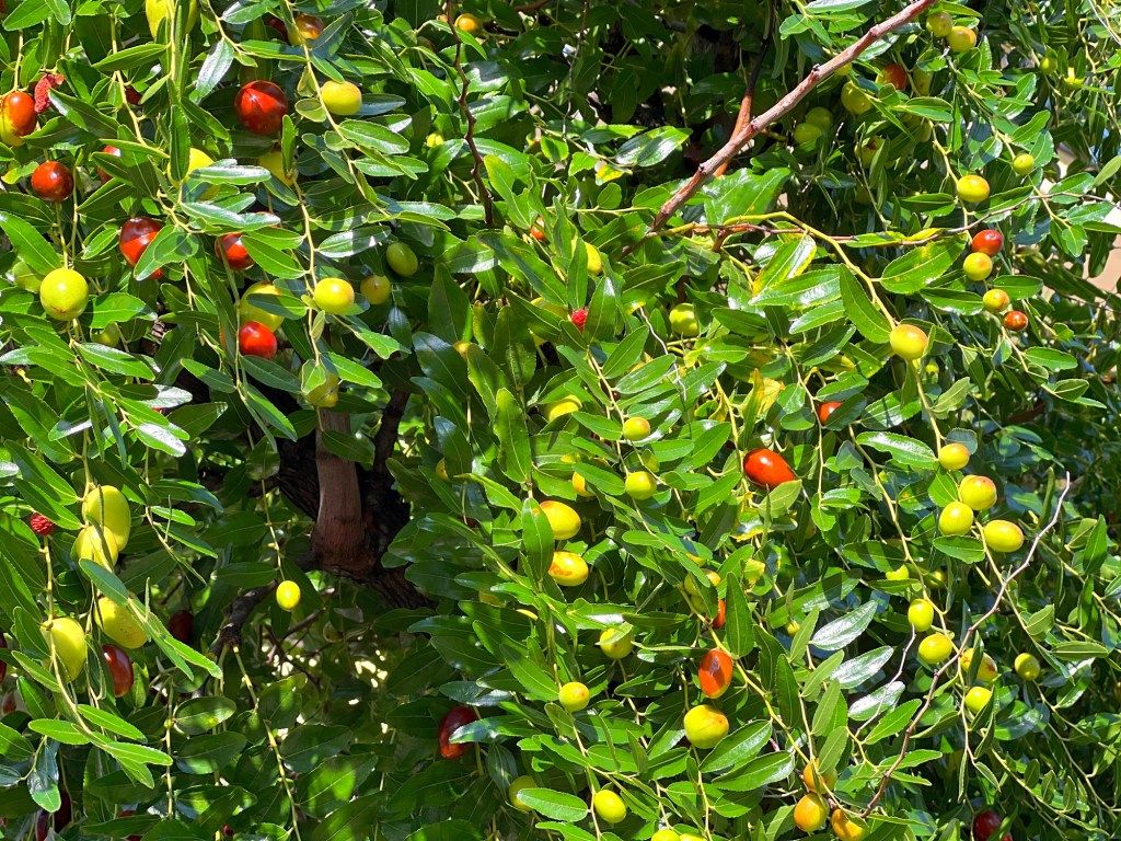 1024x768 Here's A Drought Tolerant Fruit Tree That You Can Plant Right Now