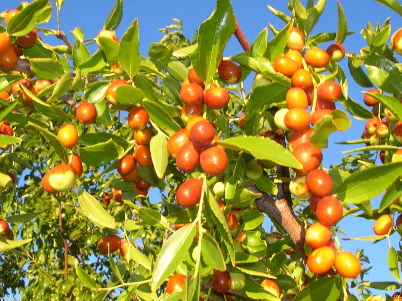 1600x1200 Amazon.com : Ziziphus Mauritiana (Indian Jujube)100 Seeds, BER, Chinese Apple, Indian Plum, Masau : Patio, Lawn & Garden
