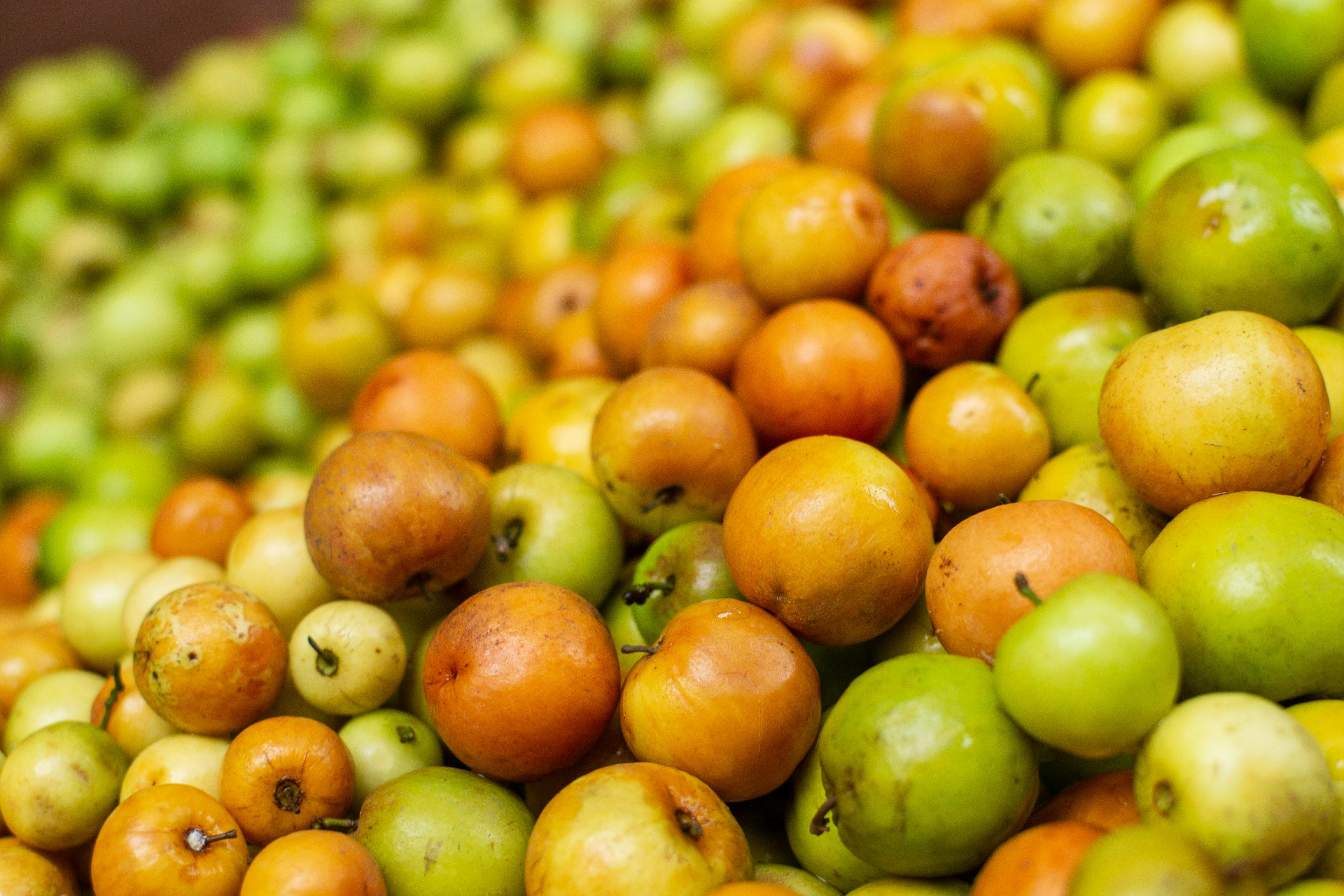 4608x3072 Jujube Fruit Photo, Download The BEST Free Jujube Fruit & HD Image