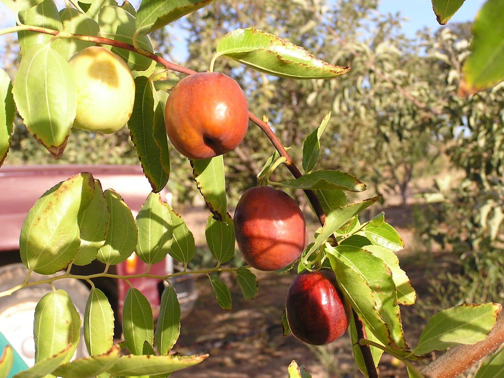 2048x1536 Jujube Trees