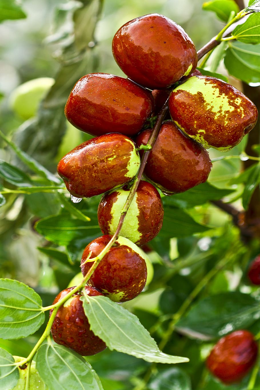 910x1365 Jujube trees 1080P, 2K, 4K, 5K HD wallpaper free download