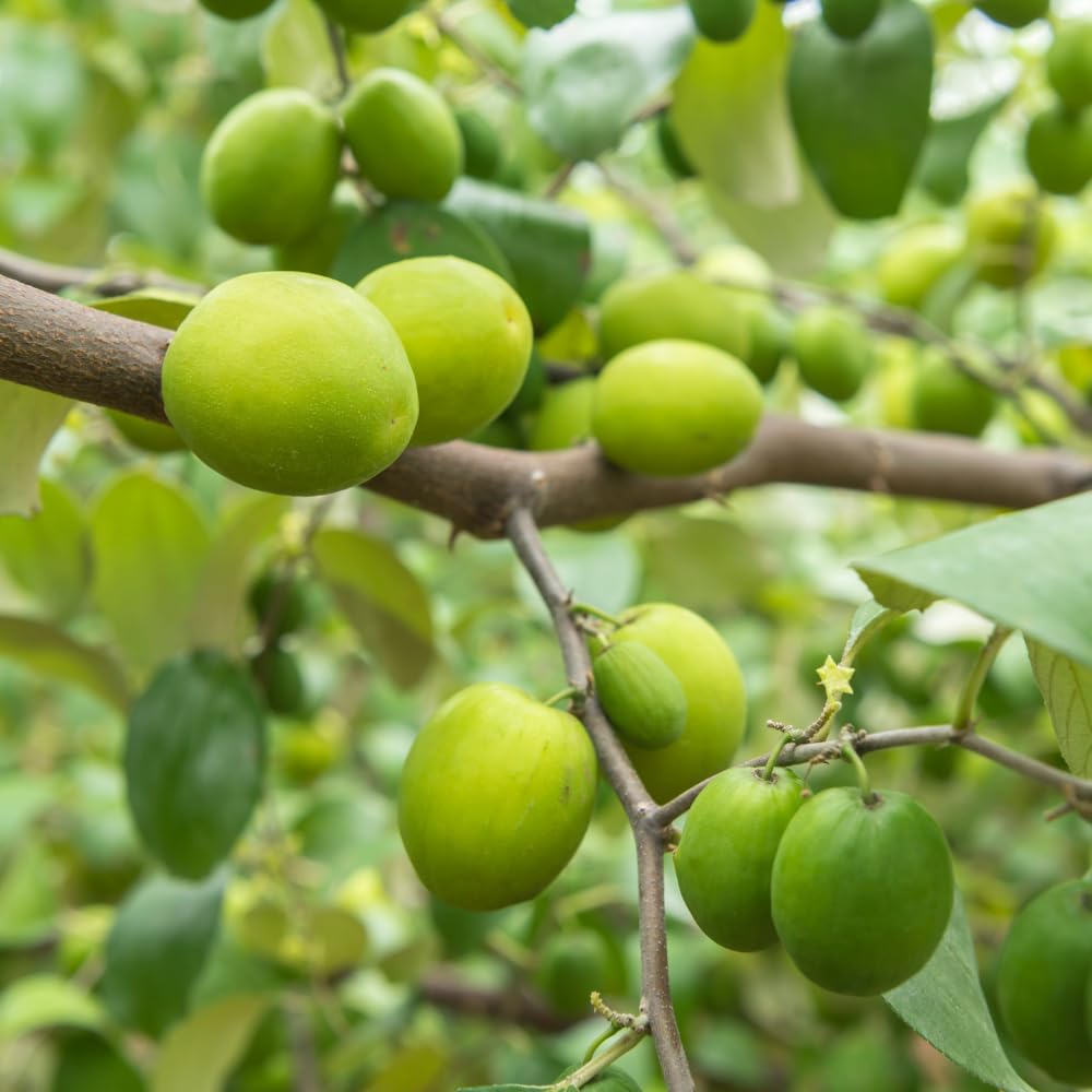 1000x1000 Amazon.com : Jujube Tree Plant, 1 2 Feet Tall Jujube Tree, Large Green Jujube Fruit Tree Plants For Planting, No Ship To CA : Patio, Lawn & Garden