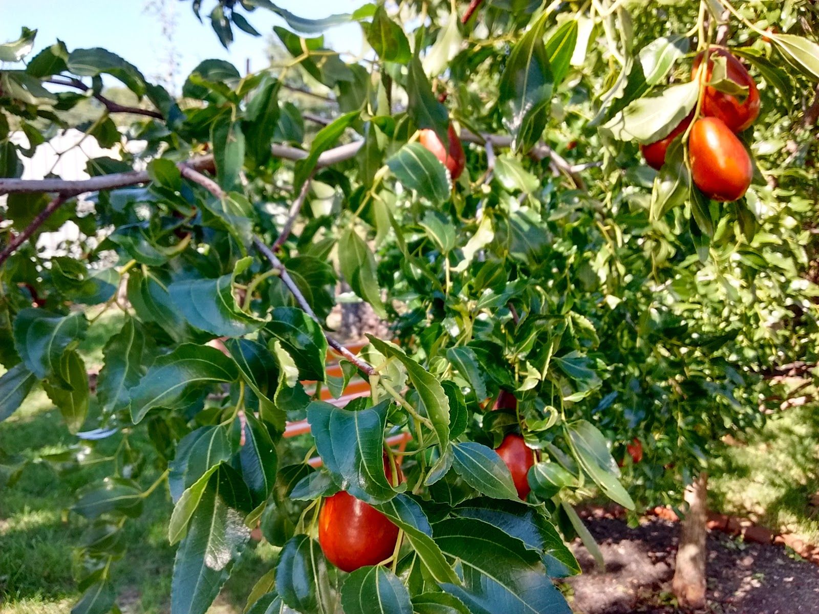 1600x1200 Late Season Ripeners: A How To On Harvesting And Preserving Jujubes, Persimmons, Medlars, Hardy Kiwis, & Gojis