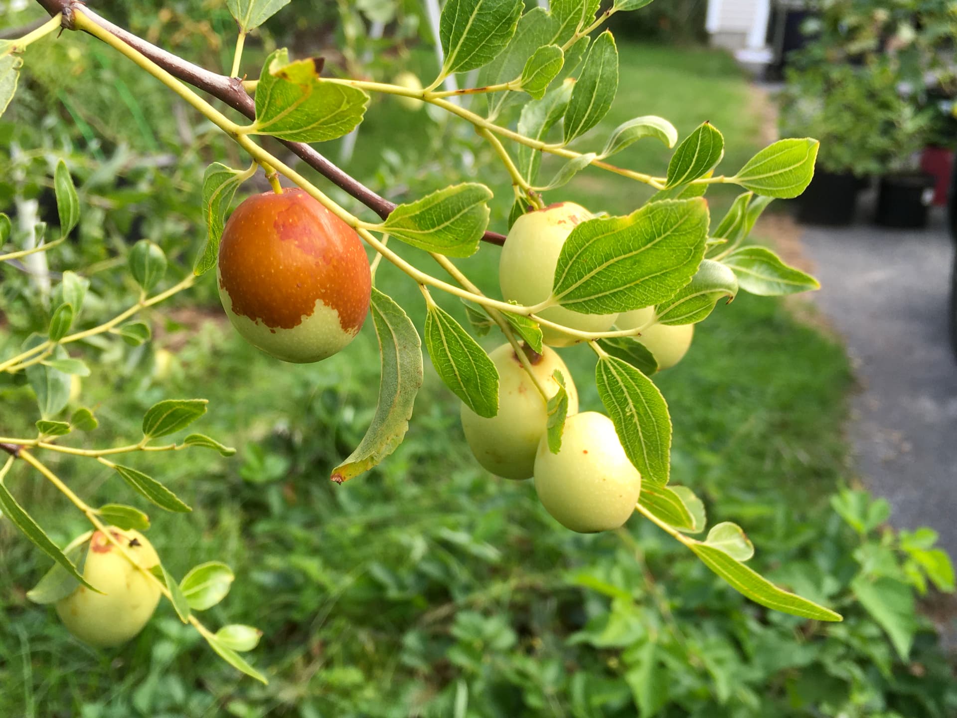 1920x1440 Jujubes- Our New Adventure Fruit Growing
