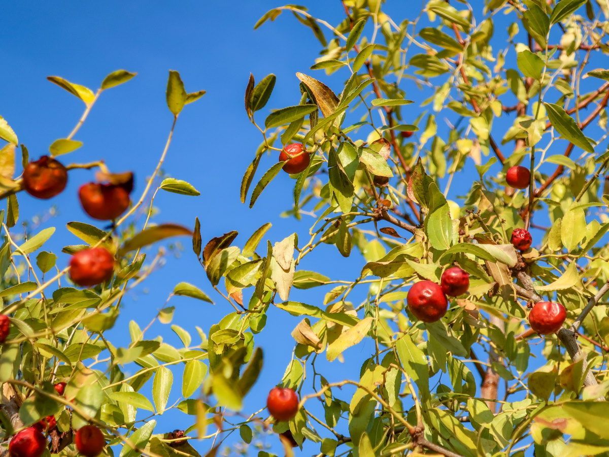 1200x900 How to grow a jujube tree growing tips. Homes and Gardens