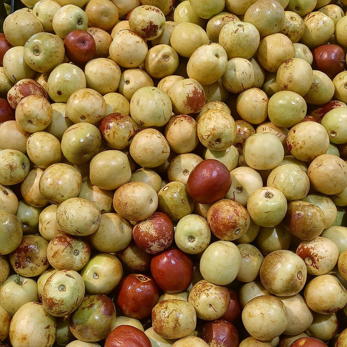 1200x1200 Wild Jujube