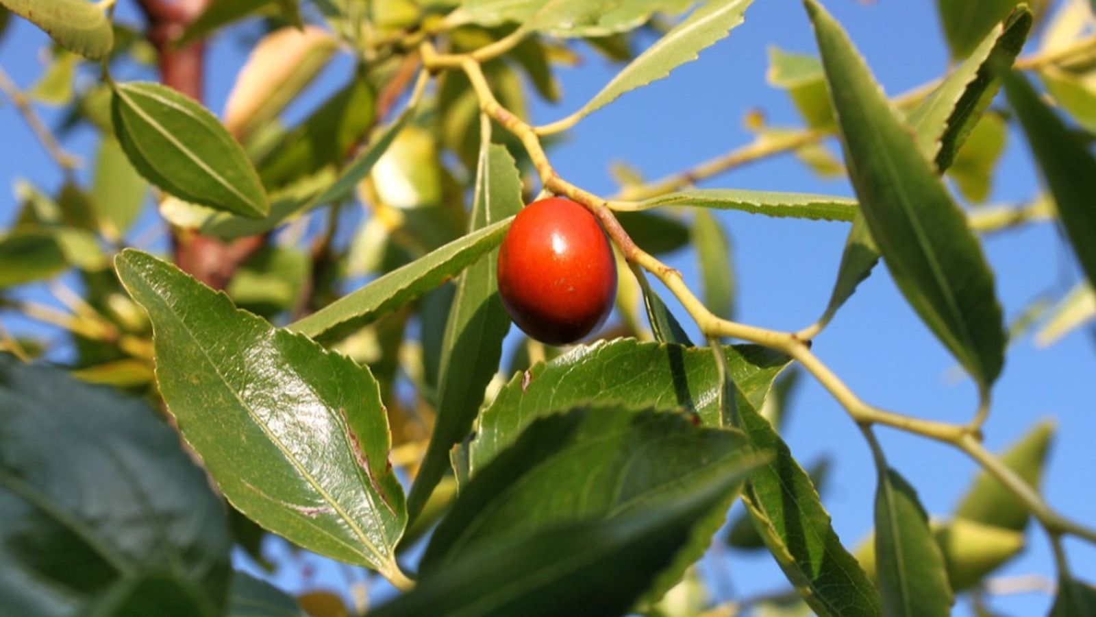 1600x900 Jujube Tree Care To Grow A Jujube Tree. Gardening Know How