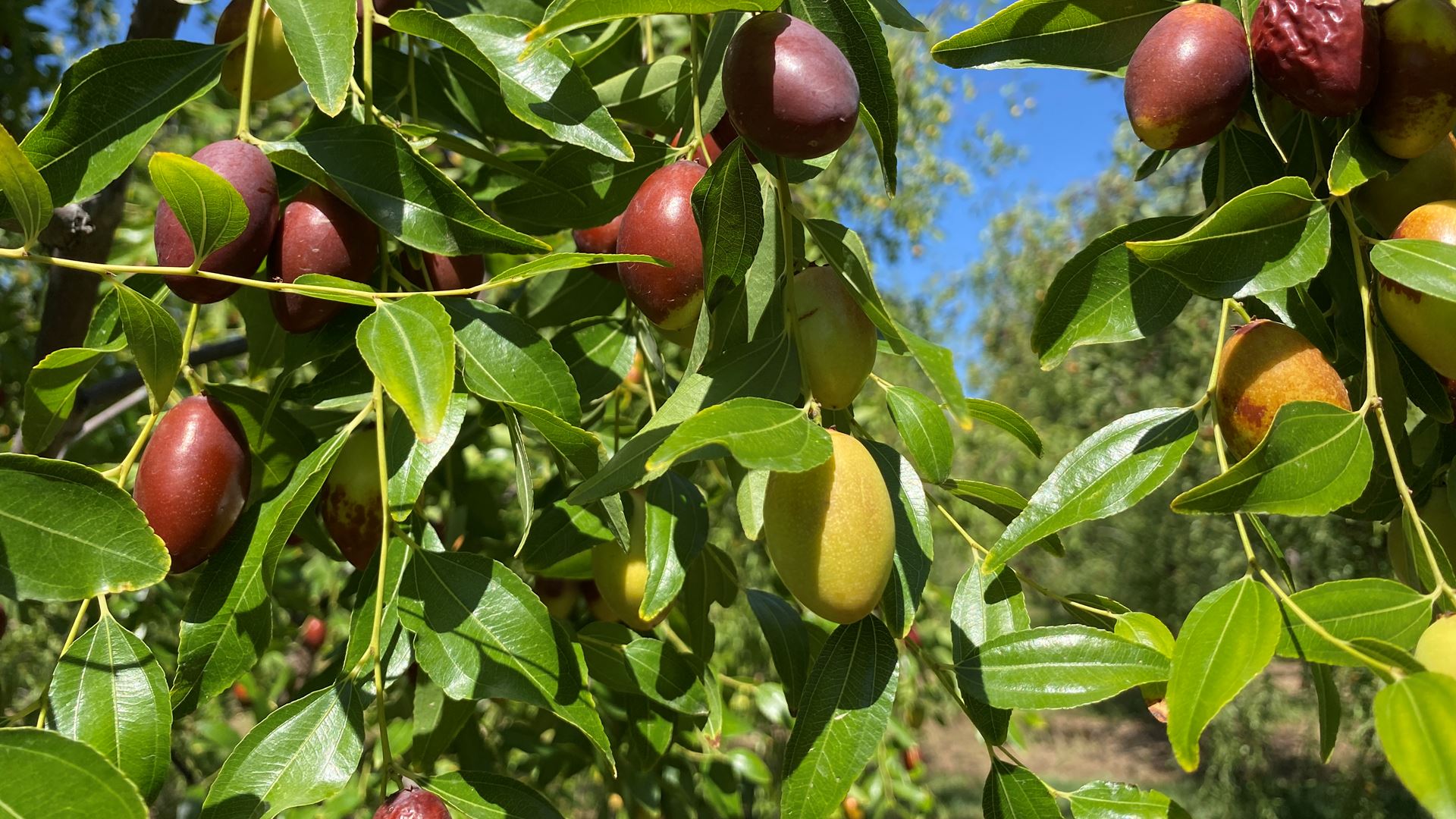 1920x1080 NMSU Extension to host Jujube Fruit Tasting Workshop in Los Lunas