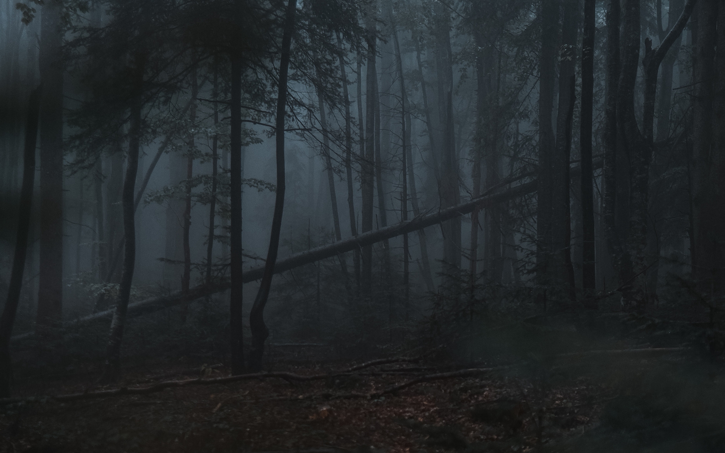 1440x900 Download Dark forest, Gloomy, Forest Wallpaper in 1440x900 Resolution