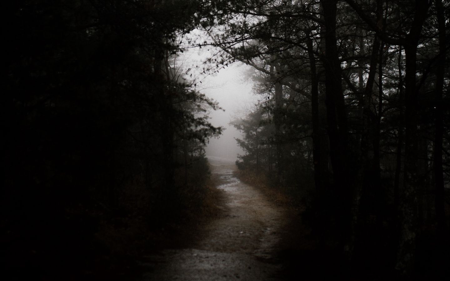 1440x900 Download wallpaper 1440x900 dark, forest, road widescreen 16:10 HD background