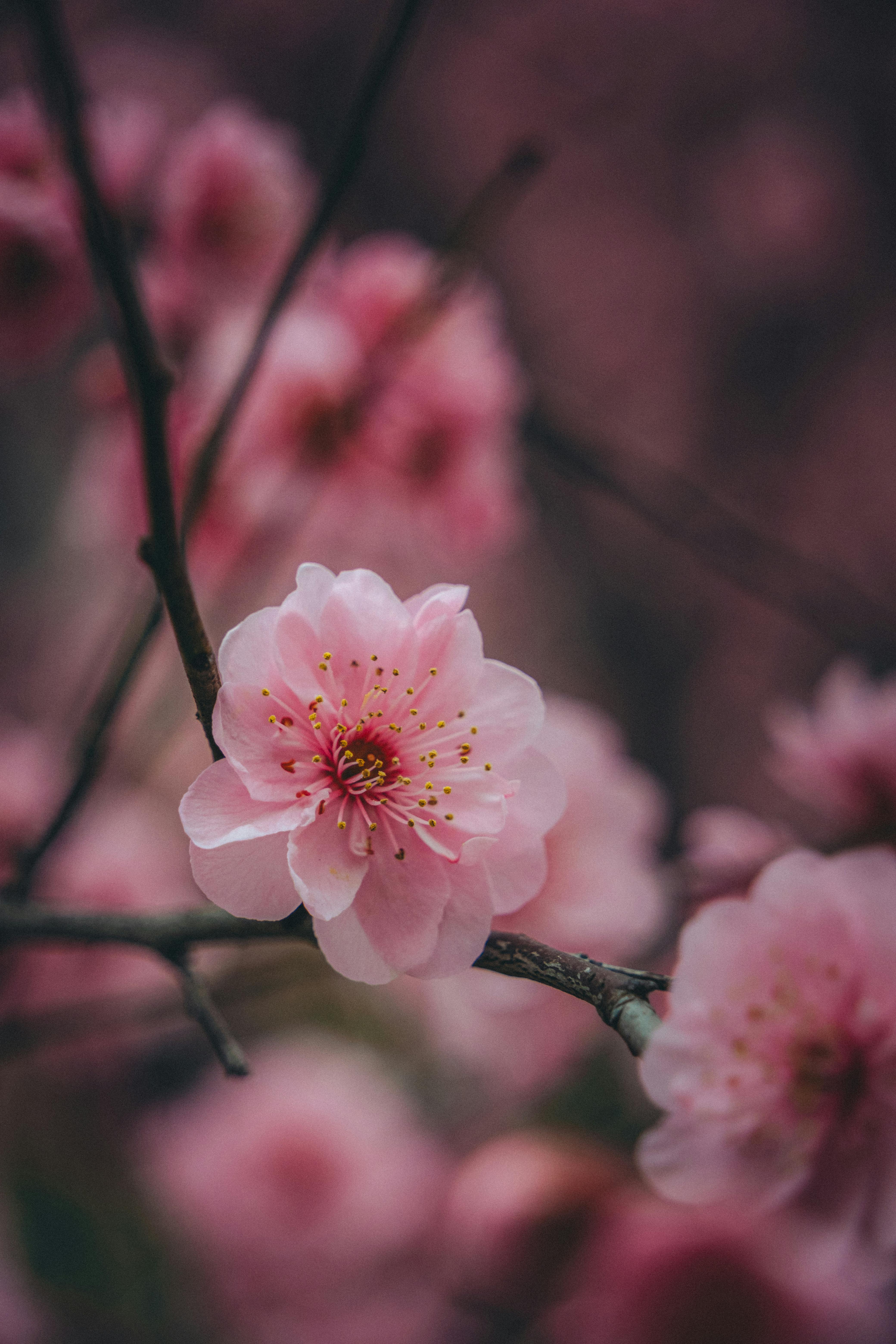 4160x6240 Close Up Of Pink Cherry Blossom In Spring · Free