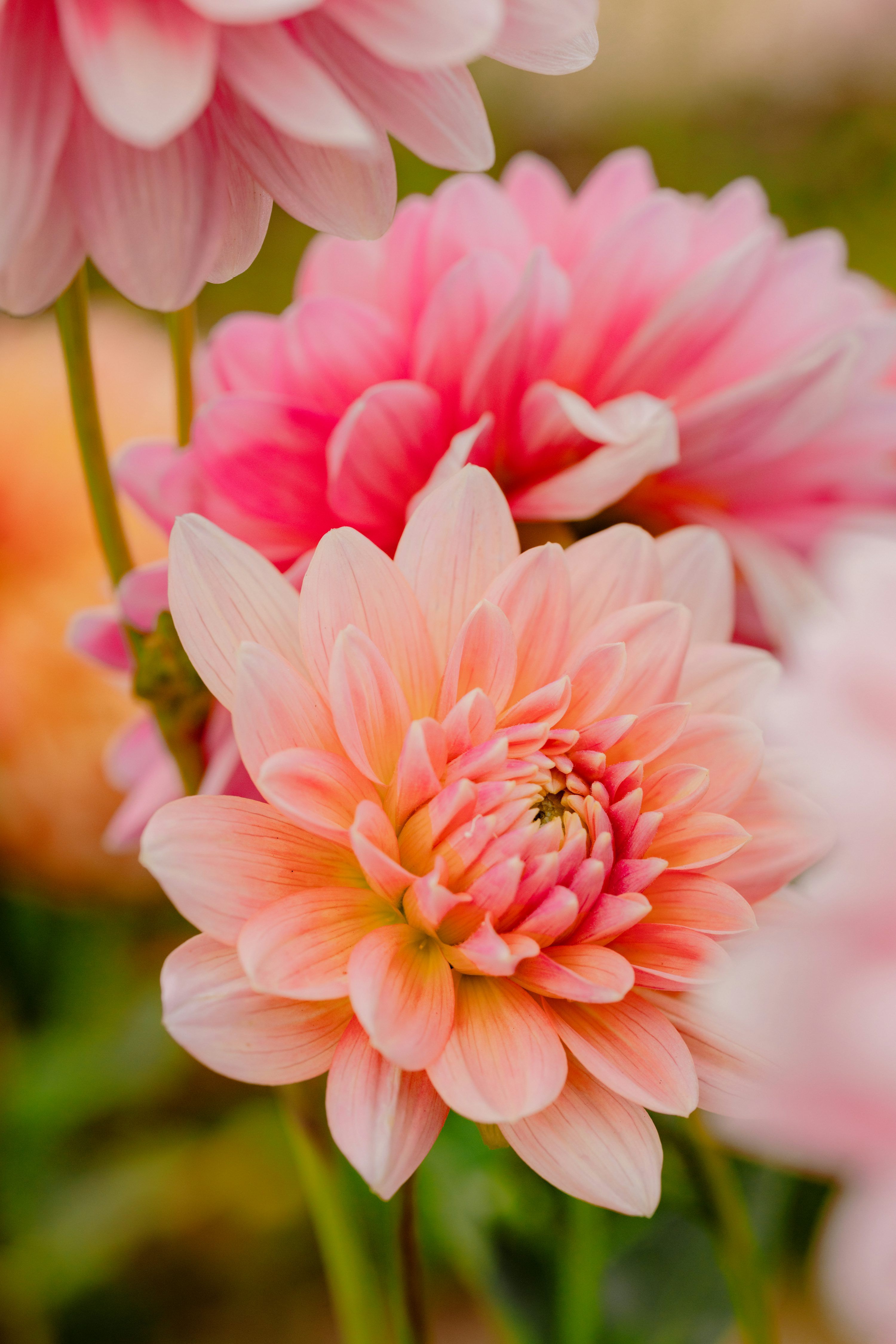 3000x4498 A close up of a bunch of pink flowers photo