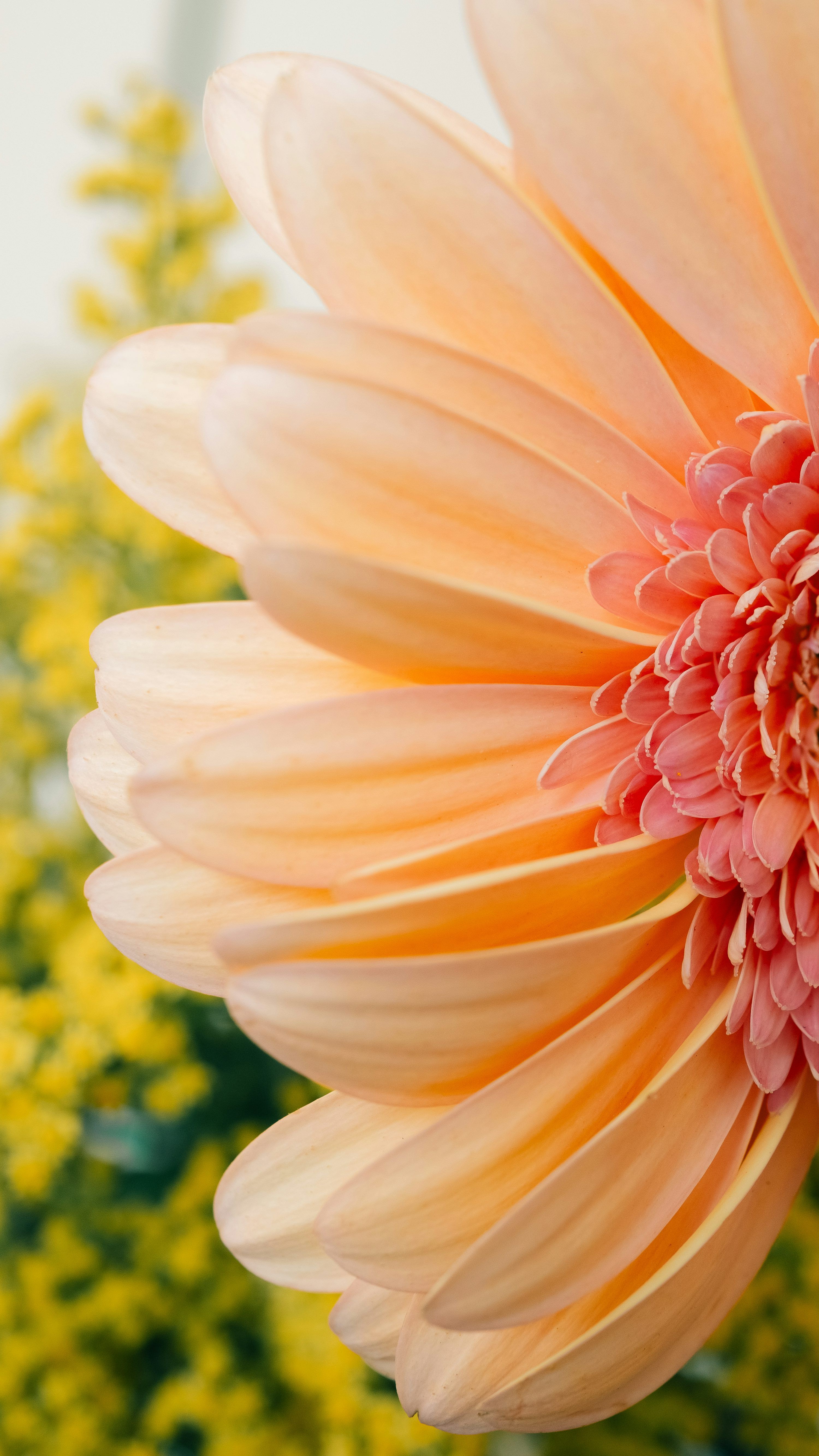 3000x5333 A close up of a pink flower with yellow flowers in the background photo