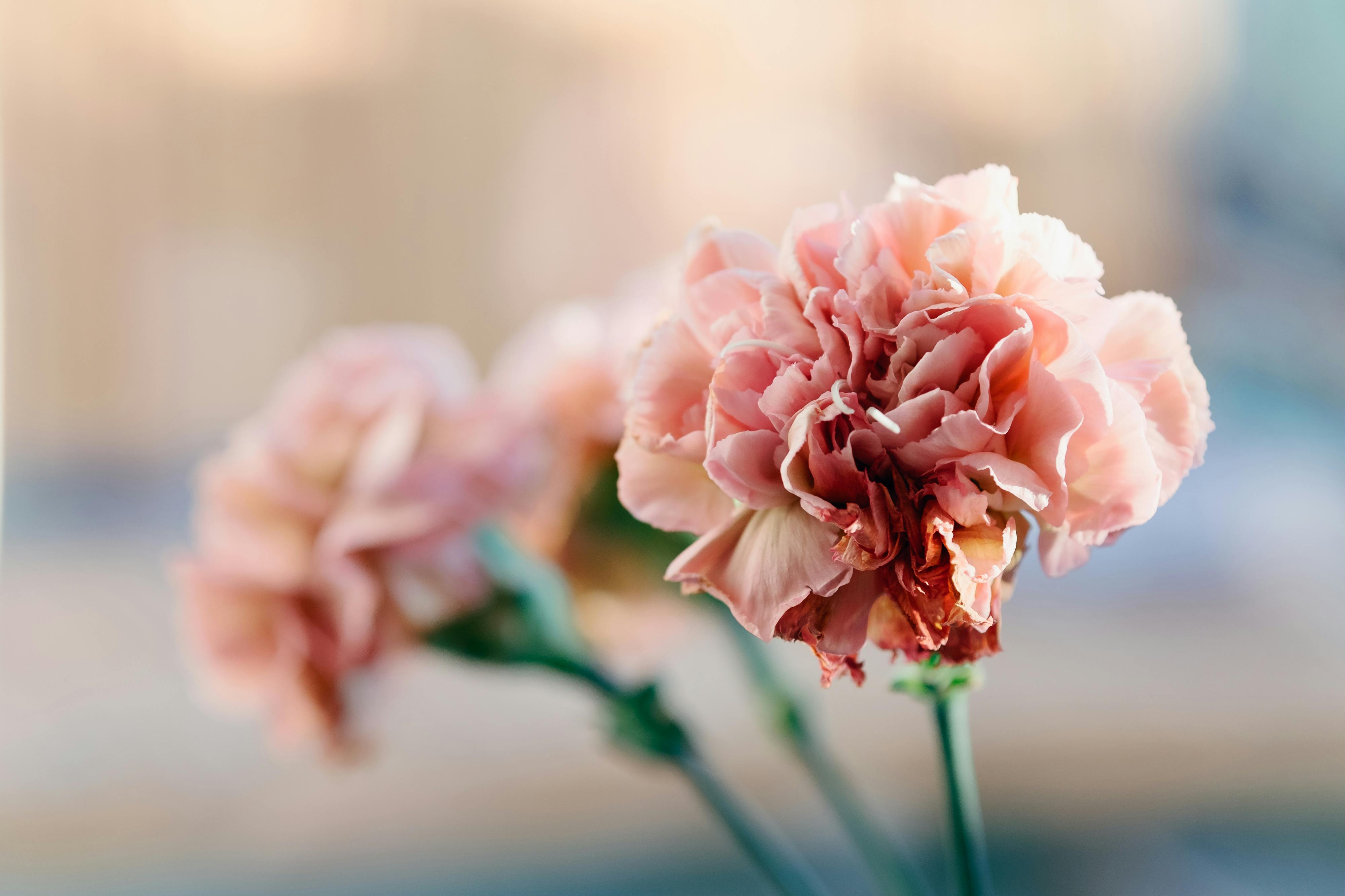 3999x2666 Soft Pink Carnation Flower Close Up · Free