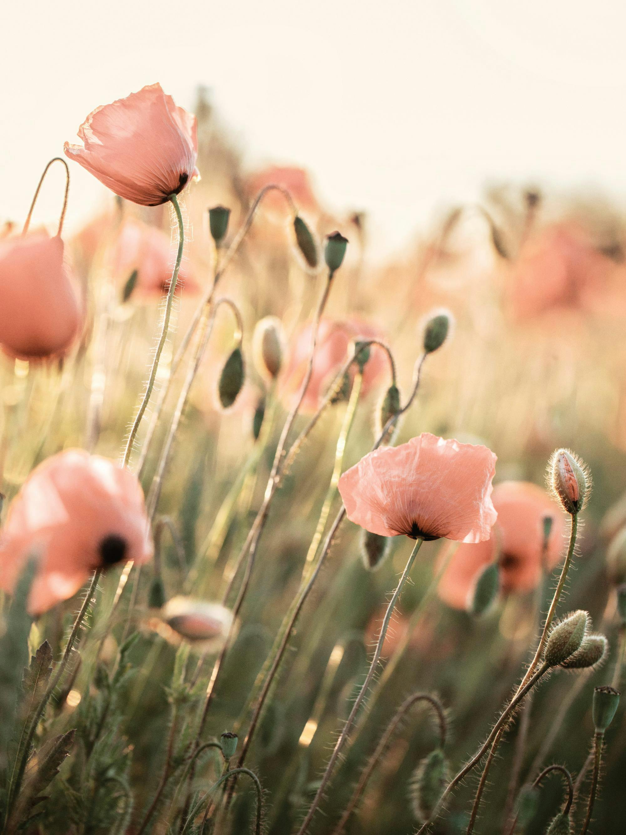 2000x2667 Pink Poppy Botanical Poster. Poster Store US