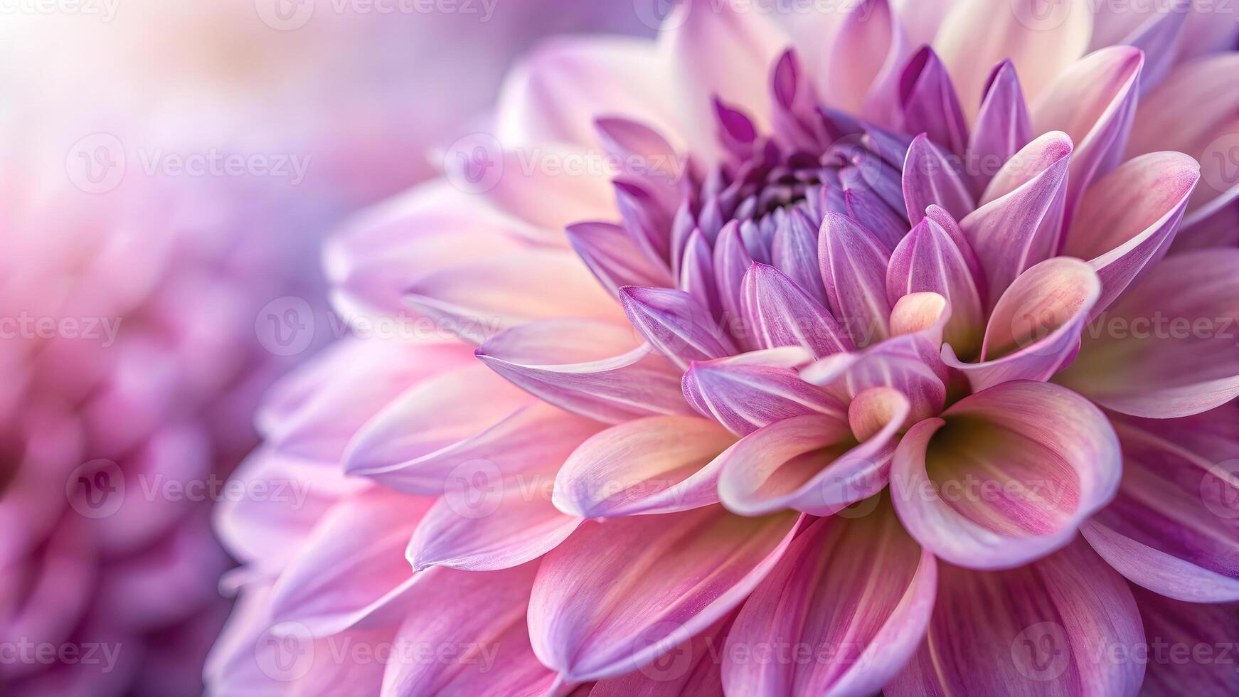 1742x980 A stunning close up of a vibrant pink dahlia flower with delicate petals and a soft, blurred background that highlights its intricate beauty