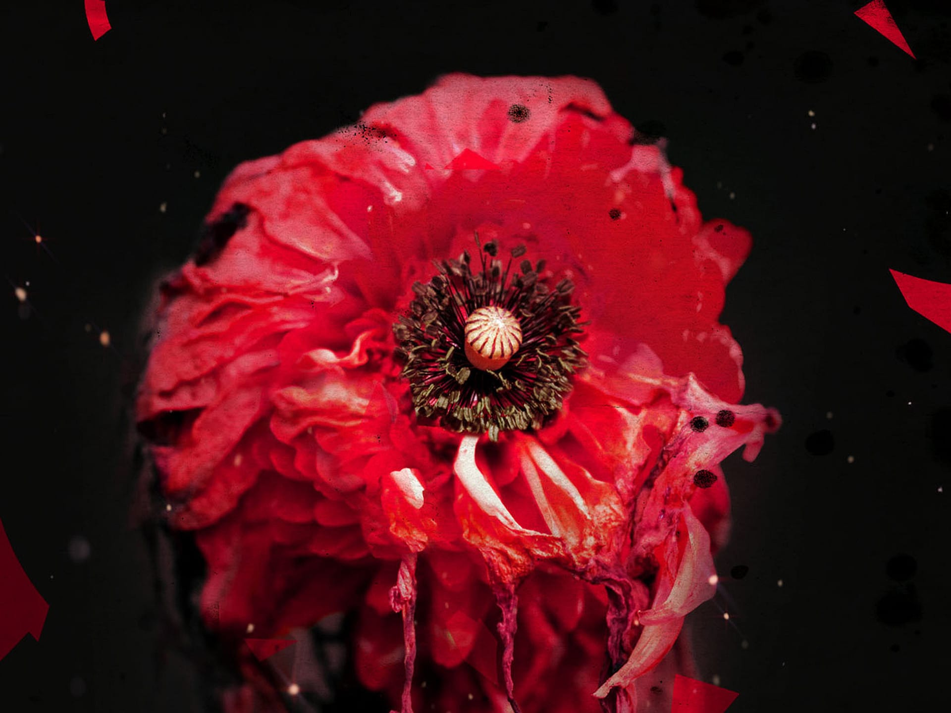 1920x1440 Tall Poppy Syndrome