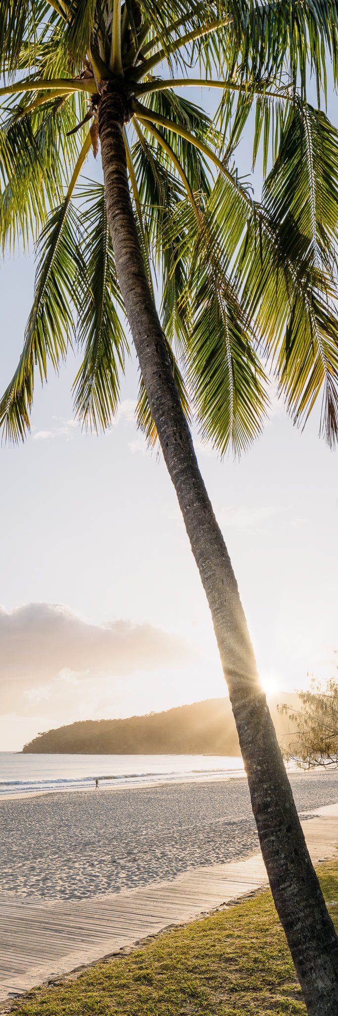 683x2048 Noosa Palm