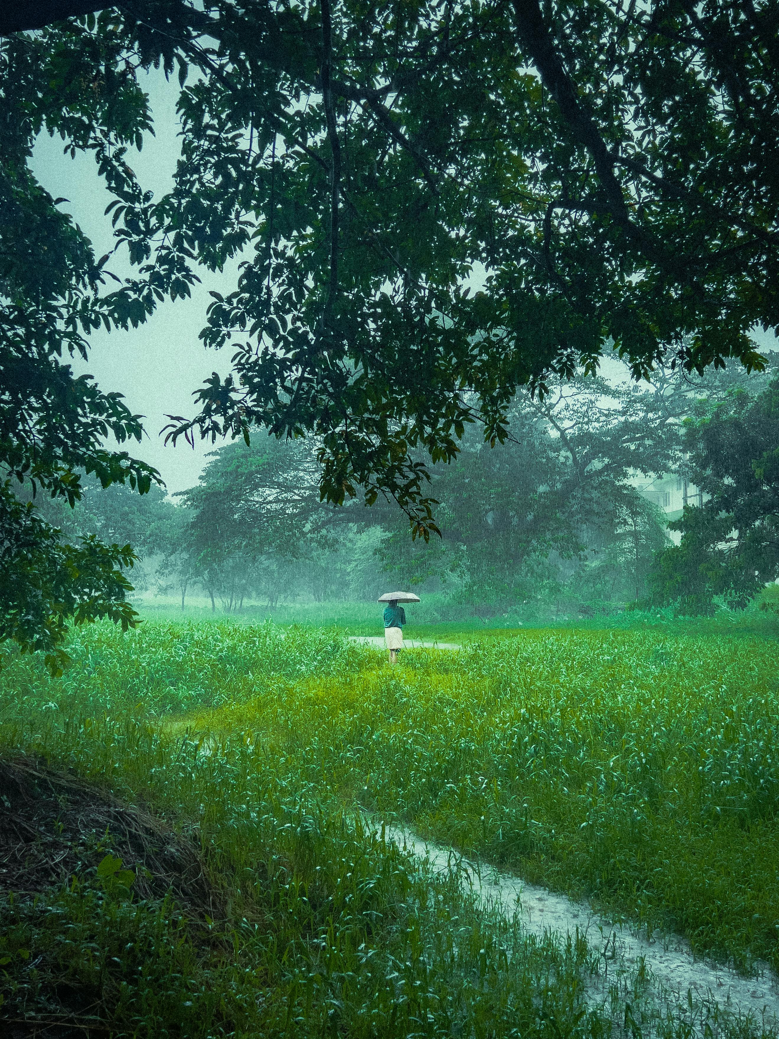 2639x3519 Rainy Field Photo, Download The BEST Free Rainy Field & HD Image