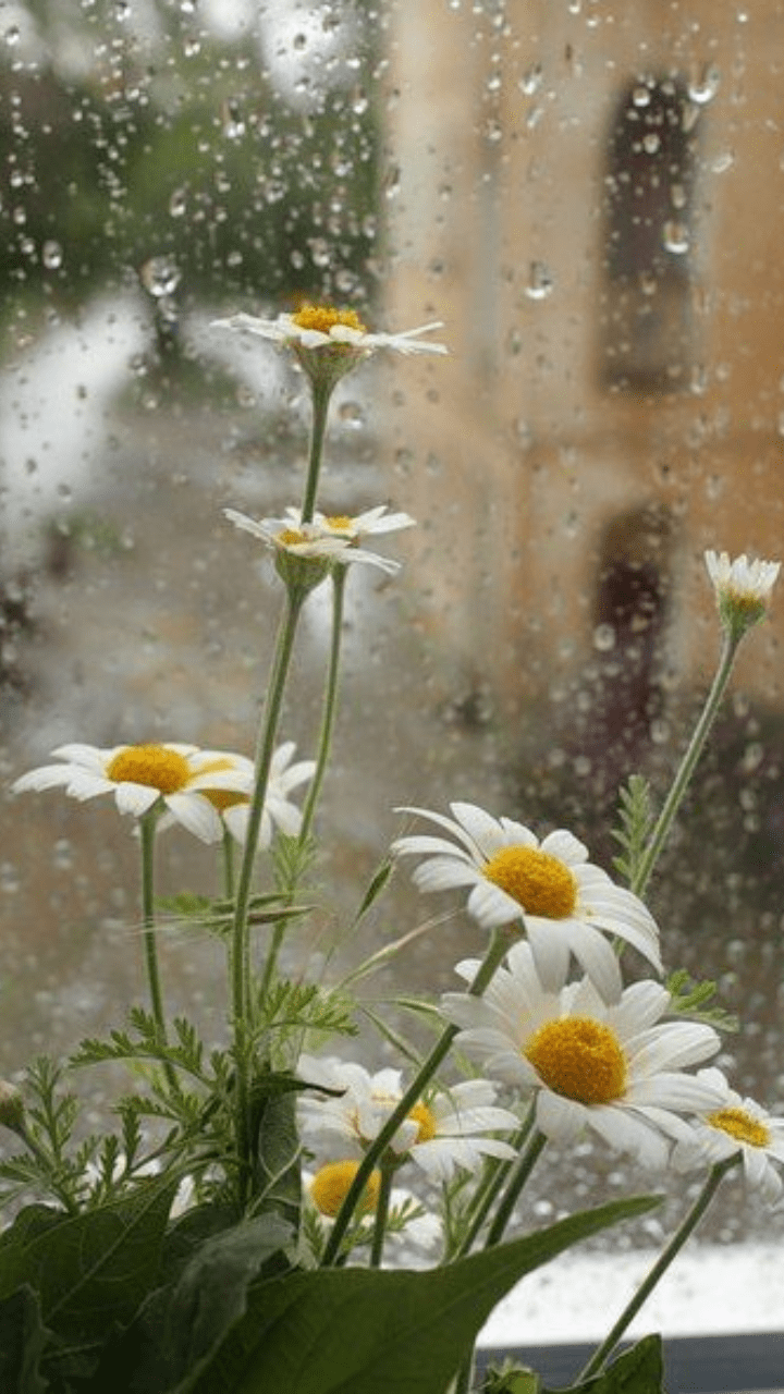 720x1280 Good Morning Rainy Day Wishes And Quotes
