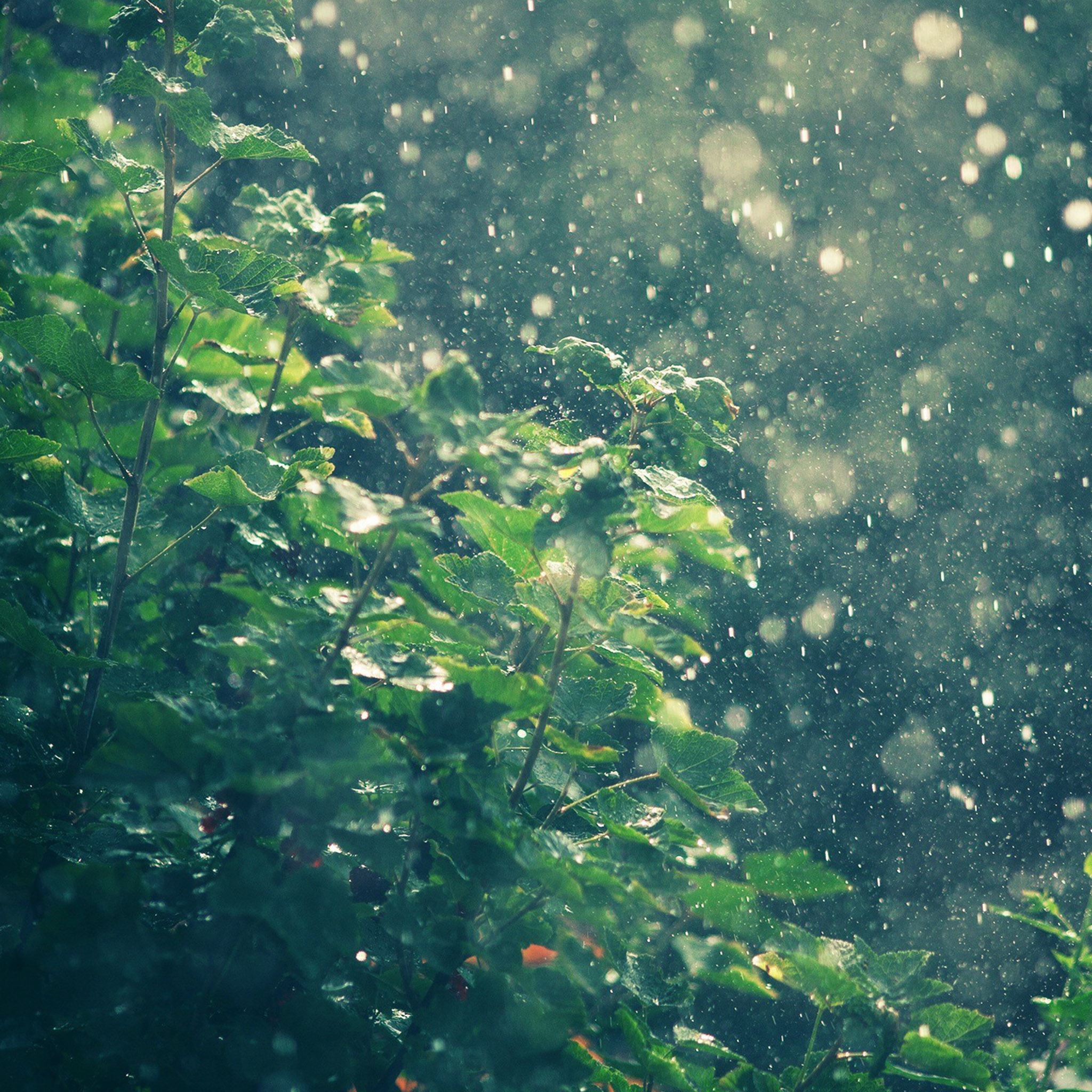2048x2048 Raining In Summer Sunny Day iPad Air Wallpaper Free Download