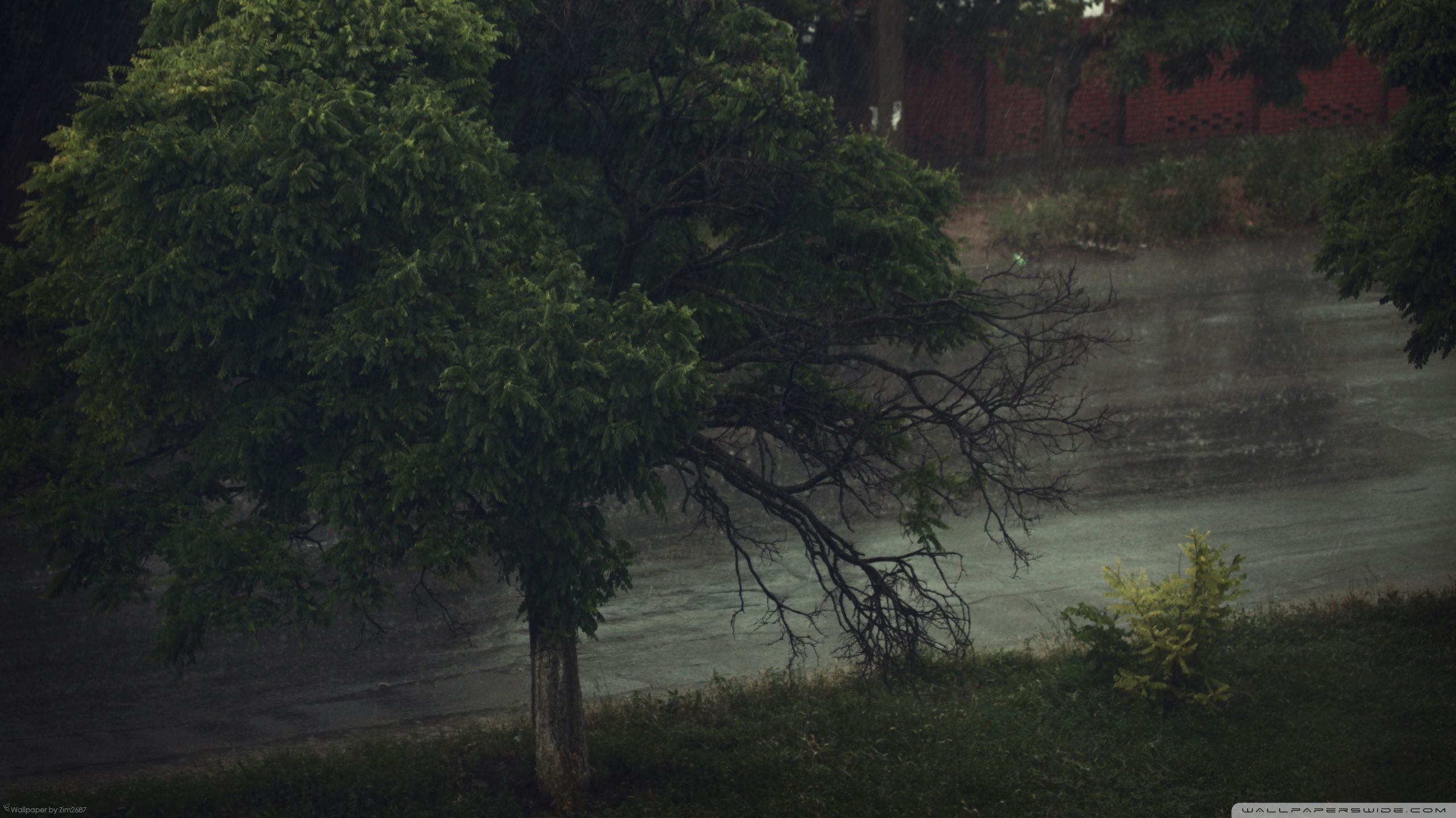 2560x1440 Rainy Day 4K UHD Wallpaper for UltraHD Desktop and TV : Smartphone and Tablet Devices