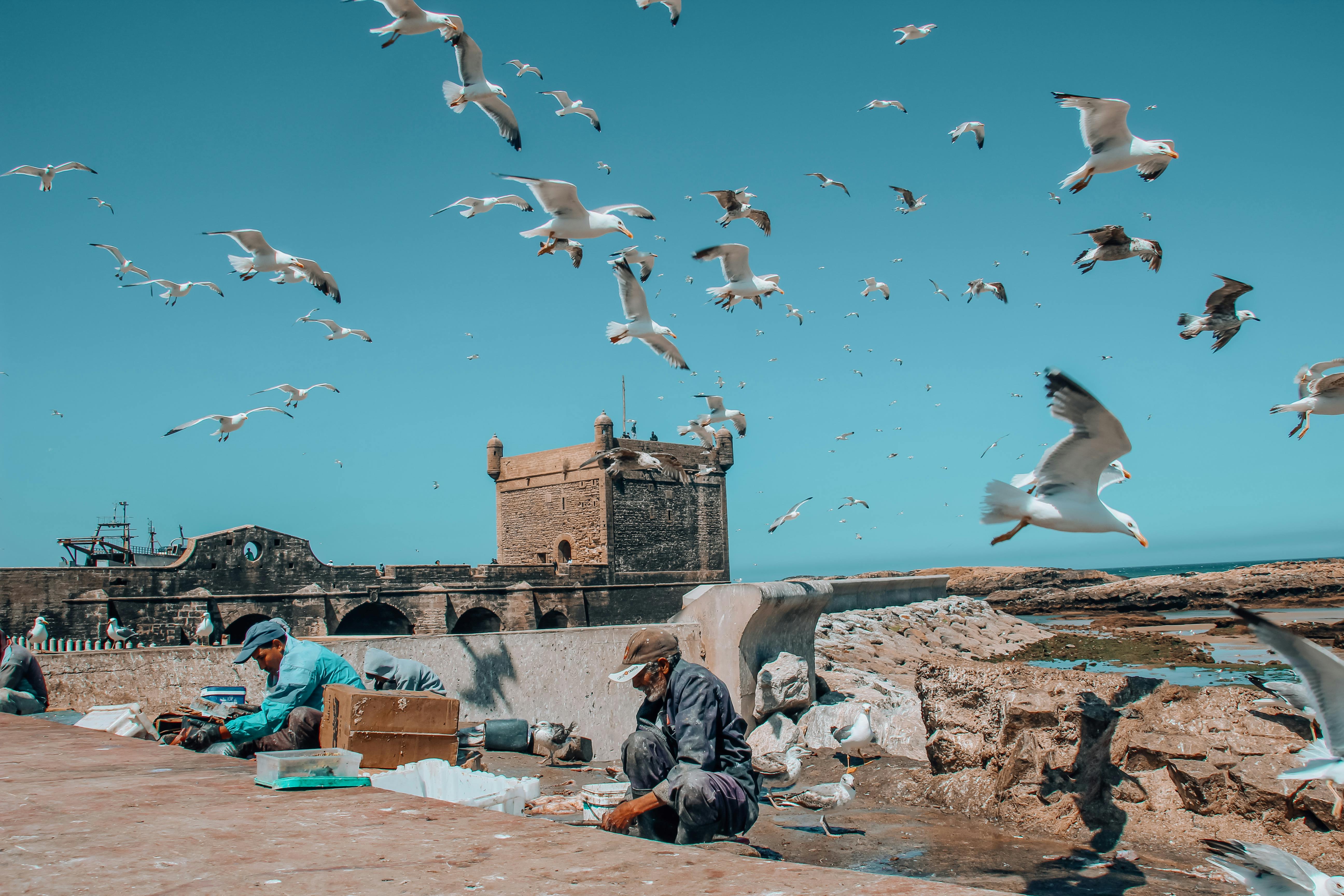 5184x3456 Essaouira Photo, Download The BEST Free Essaouira & HD Image