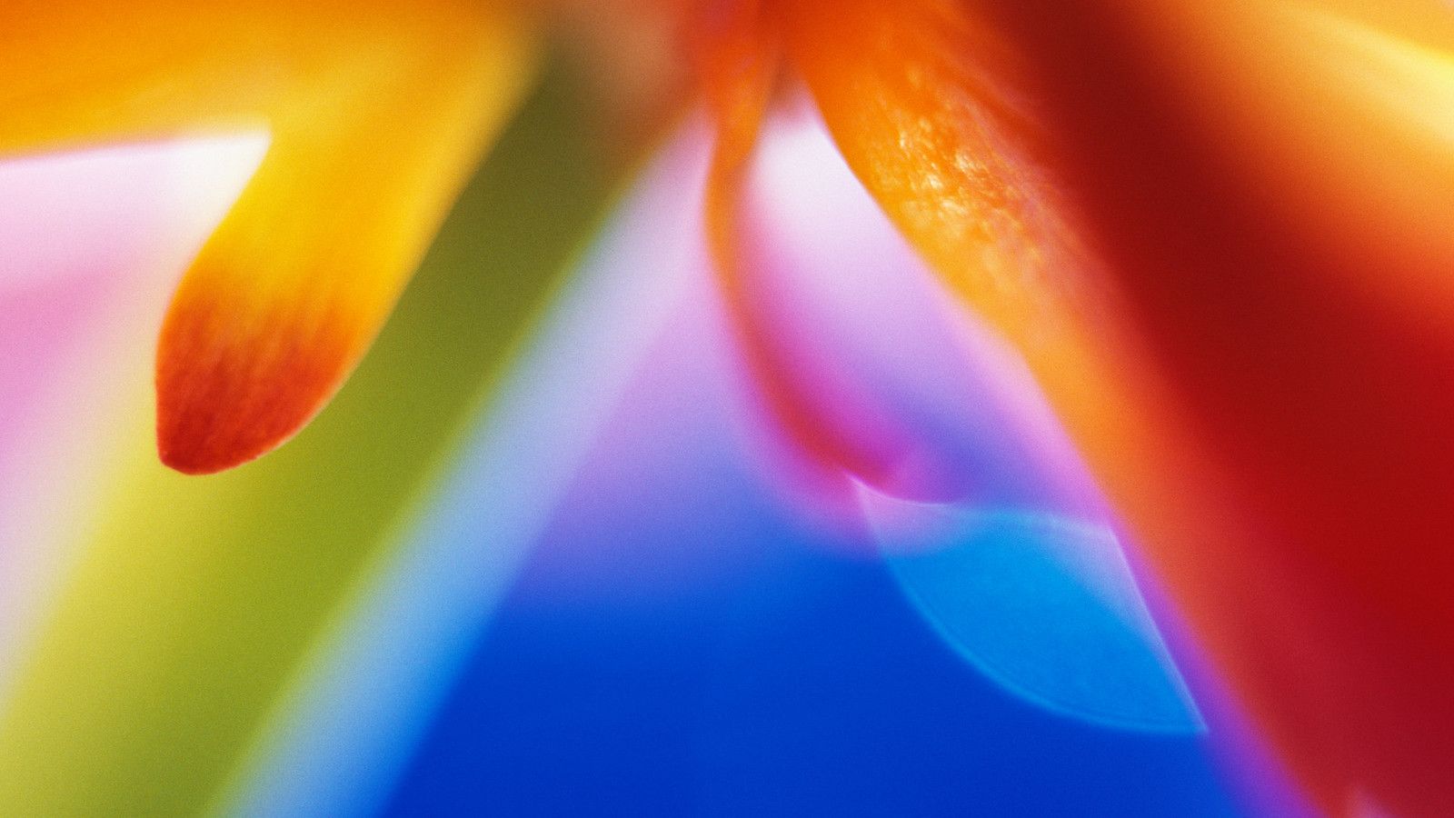 1600x900 flower