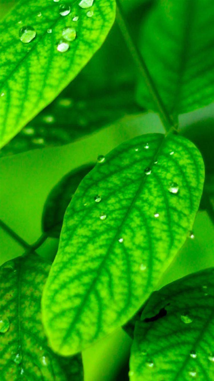 750x1334 Samsung Galaxy Ss Full HD Wallpaper Are Now Available