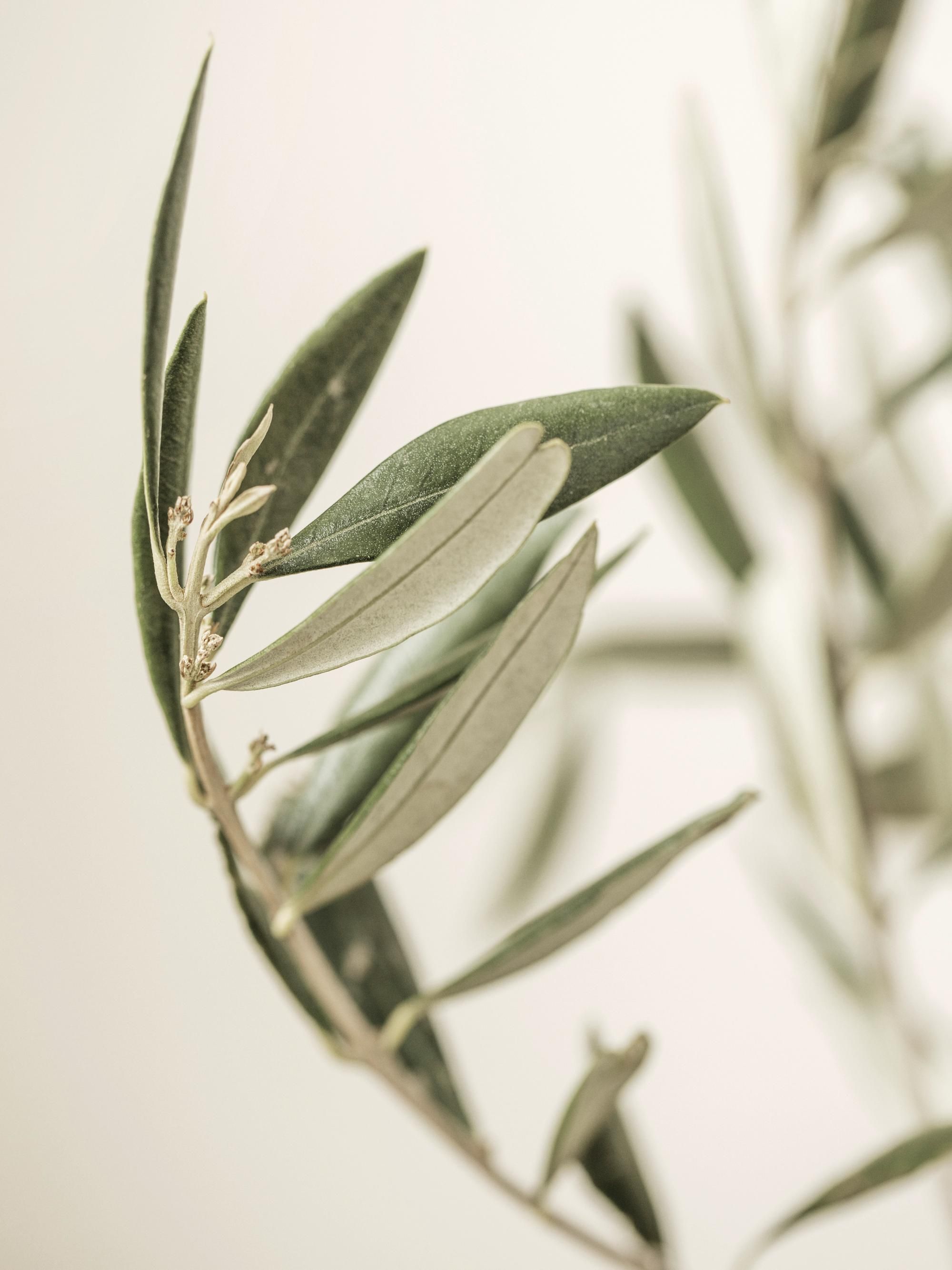 2000x2667 Branch of an Olive Print