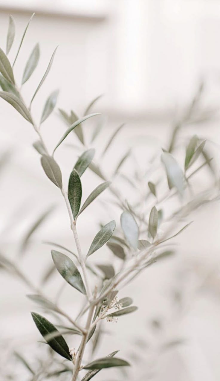 736x1274 Olive Branch