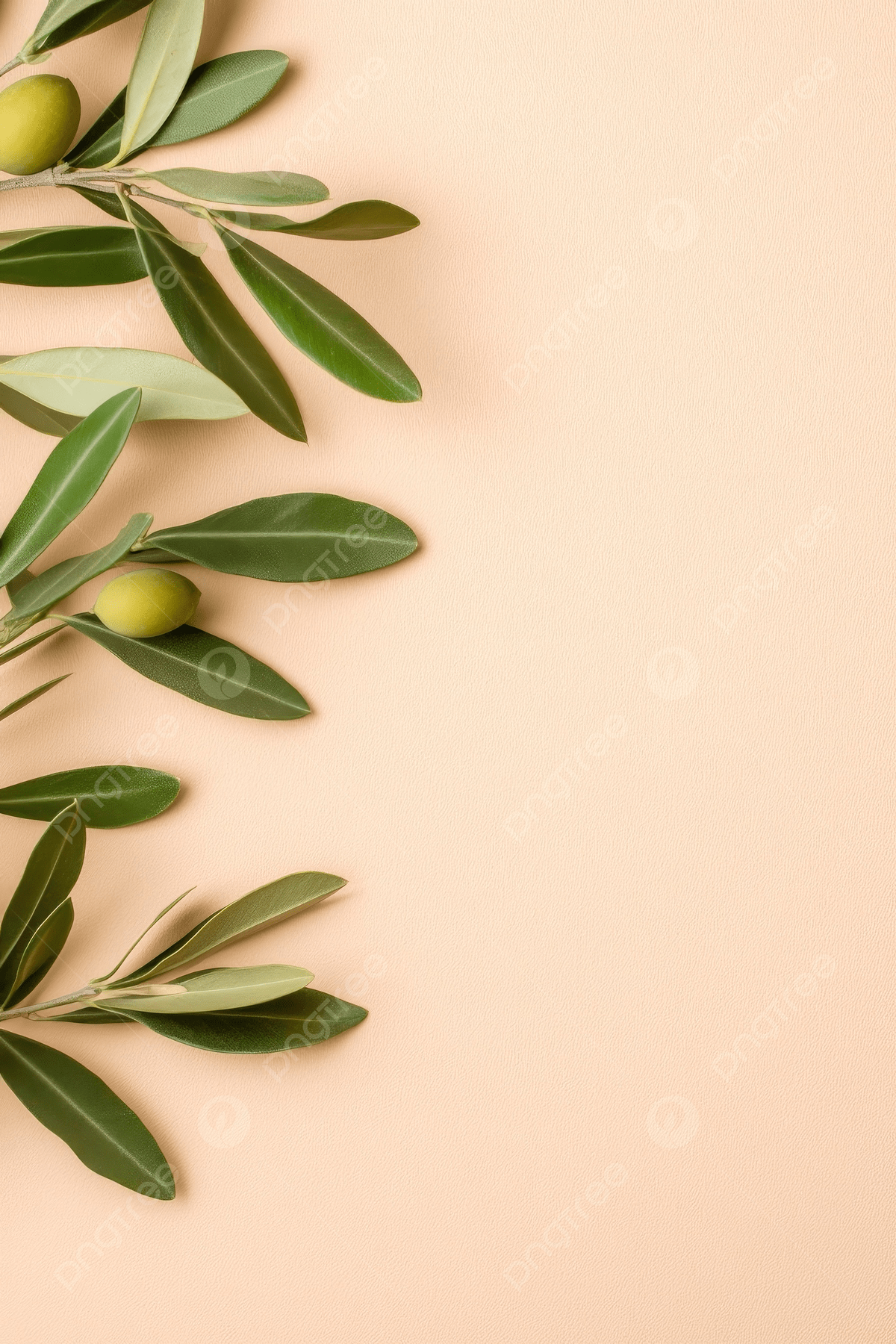 1200x1800 Olive Tree Branch With Leaves Hanging On The Wall Beige Background Wallpaper Image For Free Download