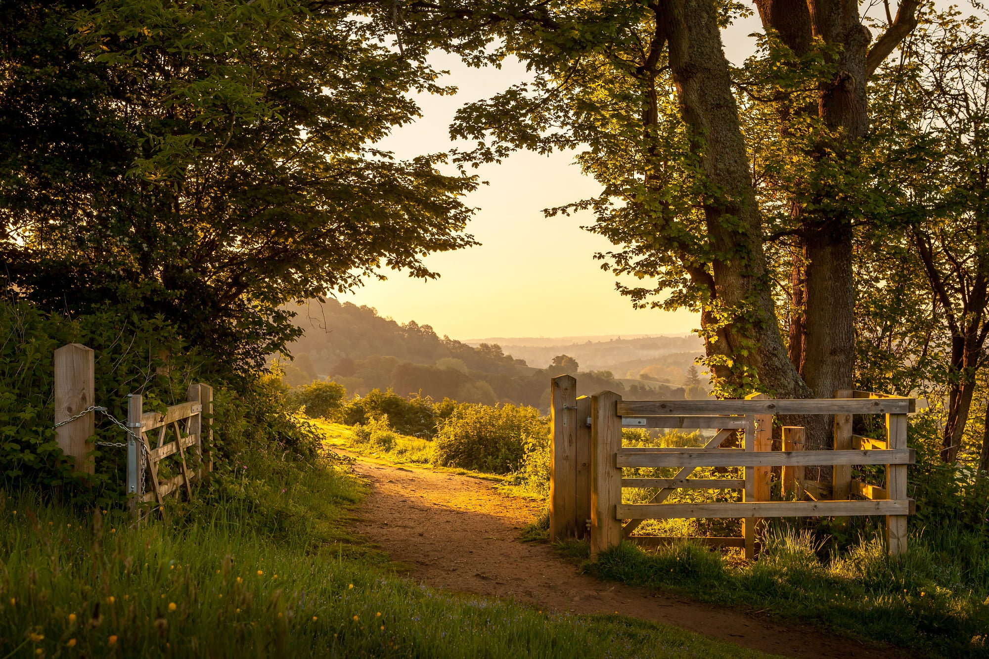 2000x1333 Green leafed tree, nature, landscape, England, summer HD wallpaper