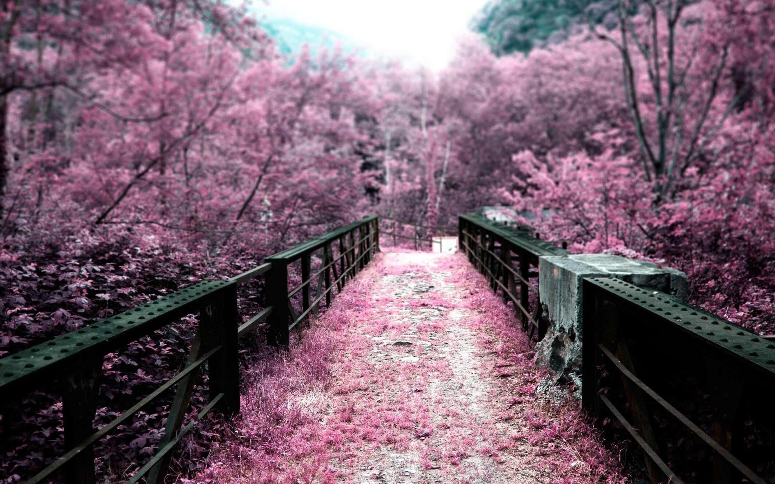 2560x1600 Sakura Garden Natural Landscape Wallpaper