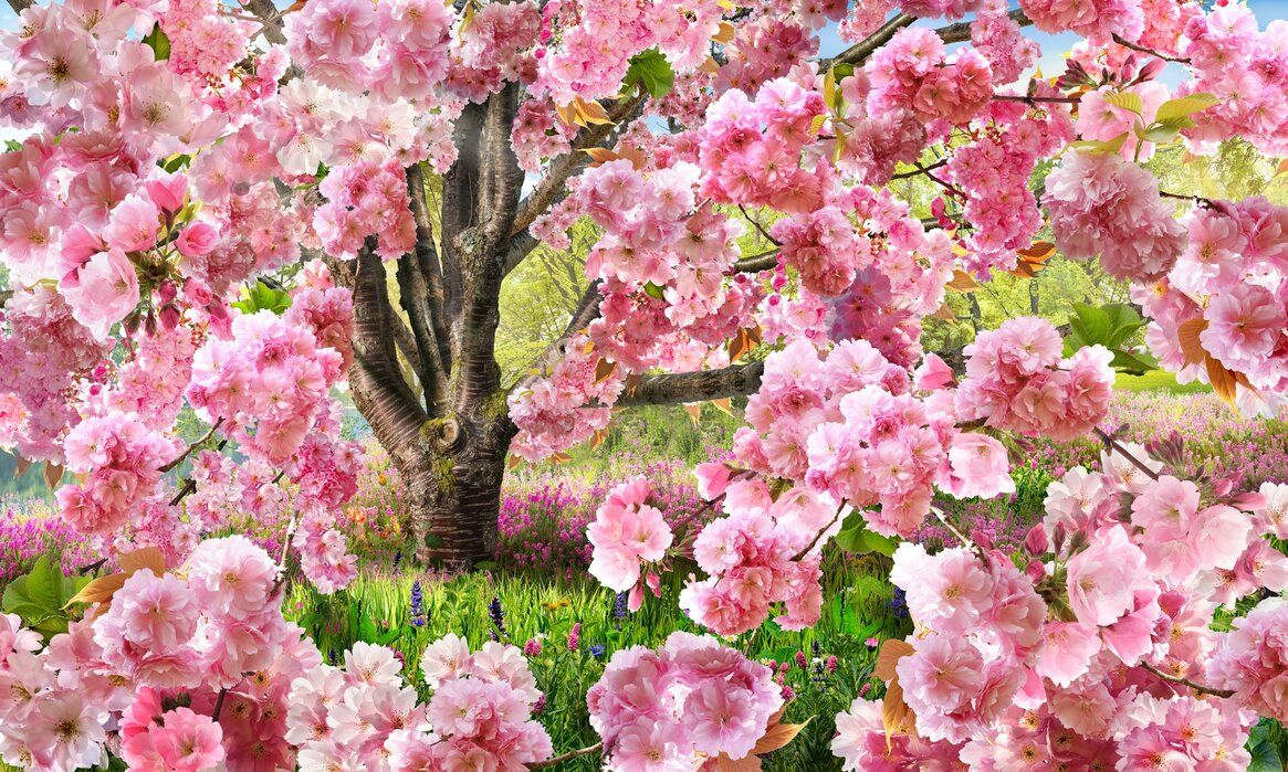 1165x699 Elegant Sakura Pink