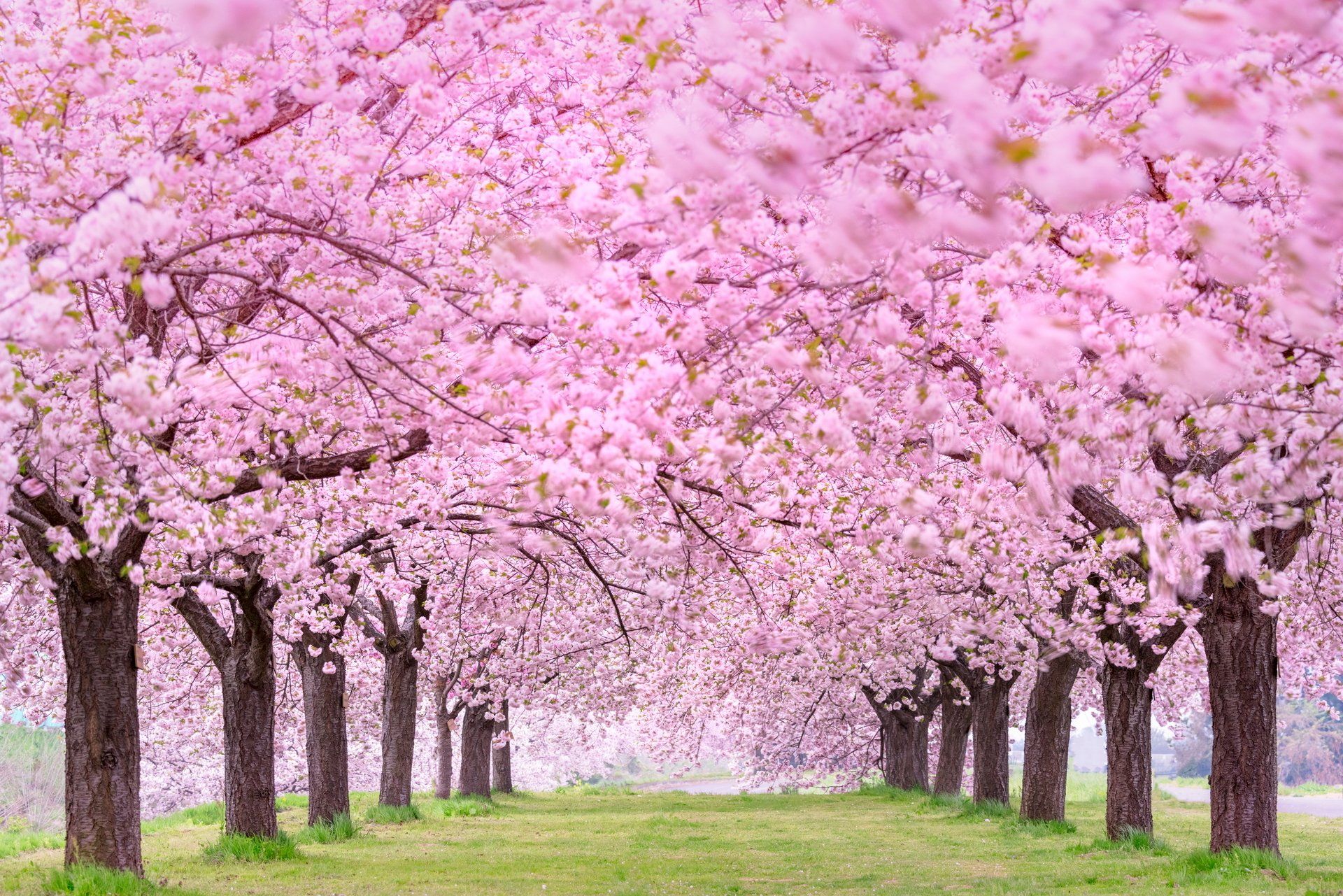 1920x1281 Enchanting Sakura Blossom Garden HD Wallpaperx1281